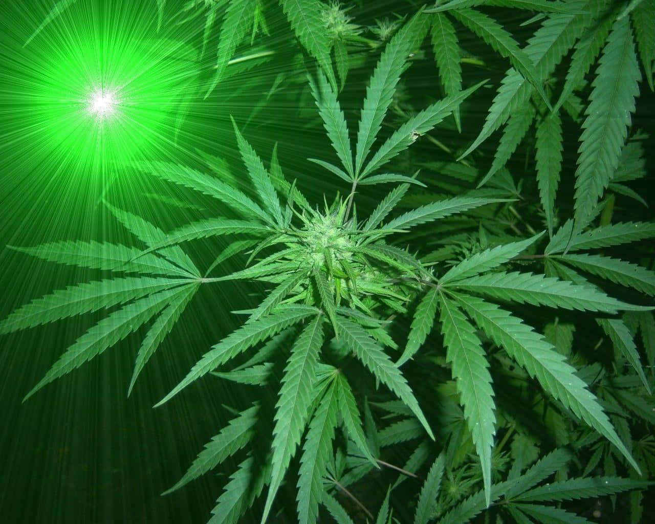 Ganja Leaves With Green Light Rays Picture