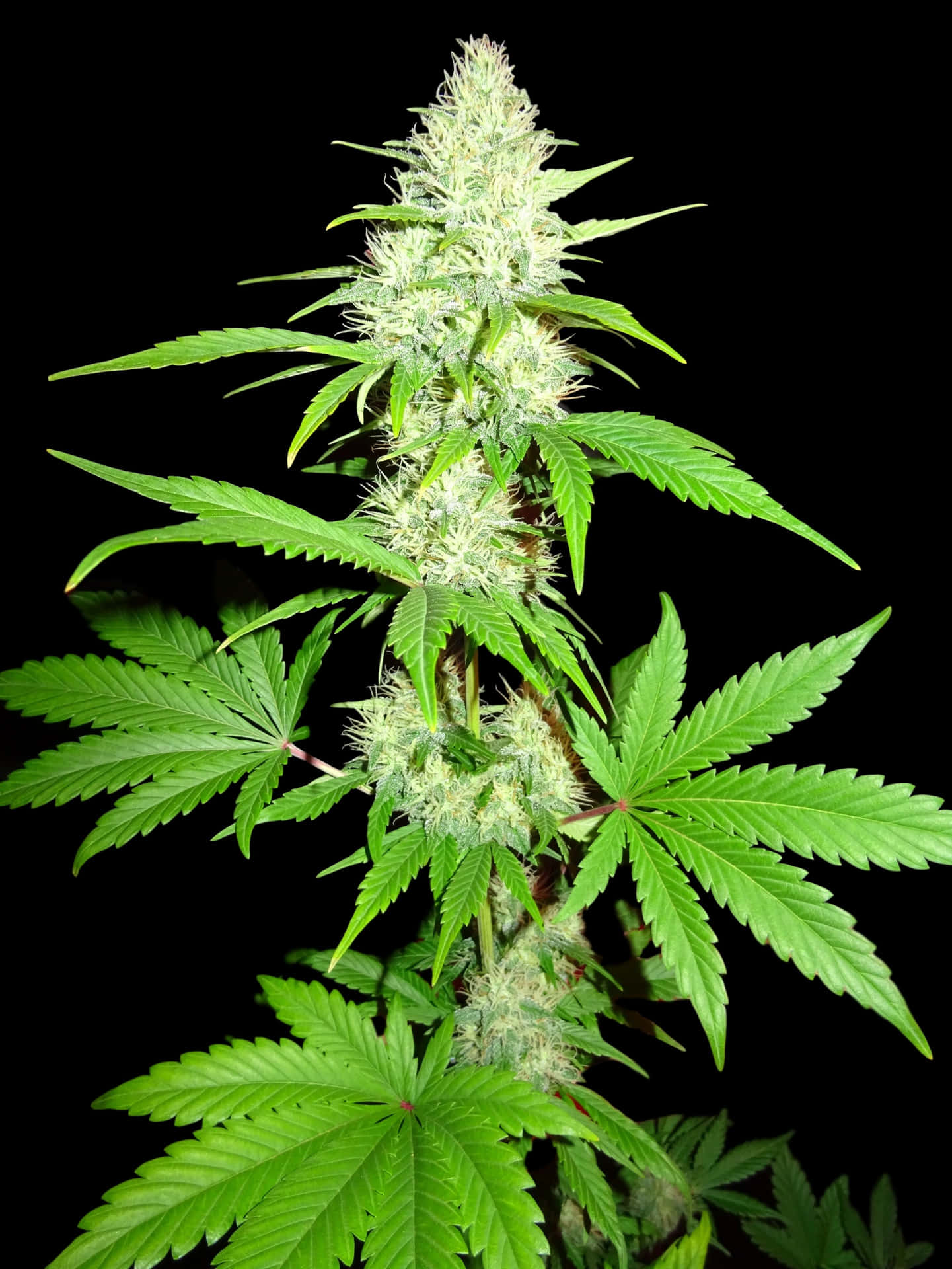Illuminated Cannabis Plants