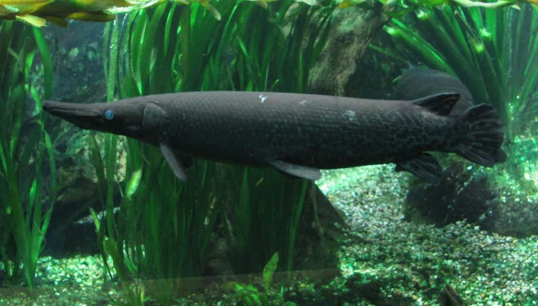 A Large Fish Swimming In An Aquarium