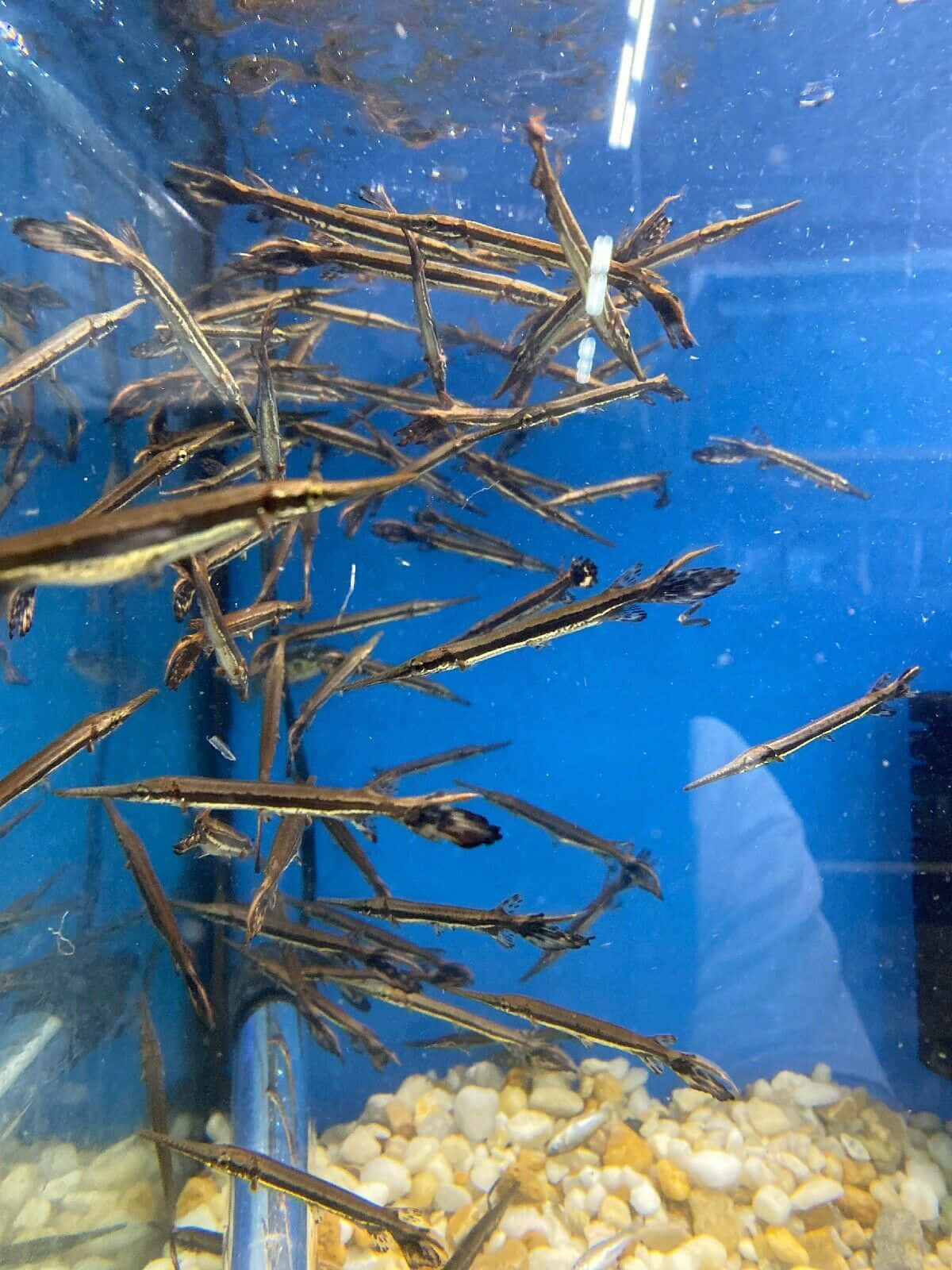 A Group Of Fish In An Aquarium With Rocks