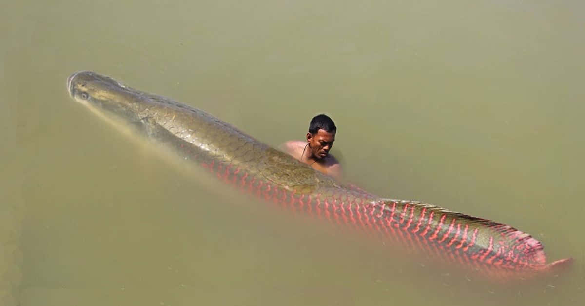 A Man Is Standing In The Water With A Large Fish