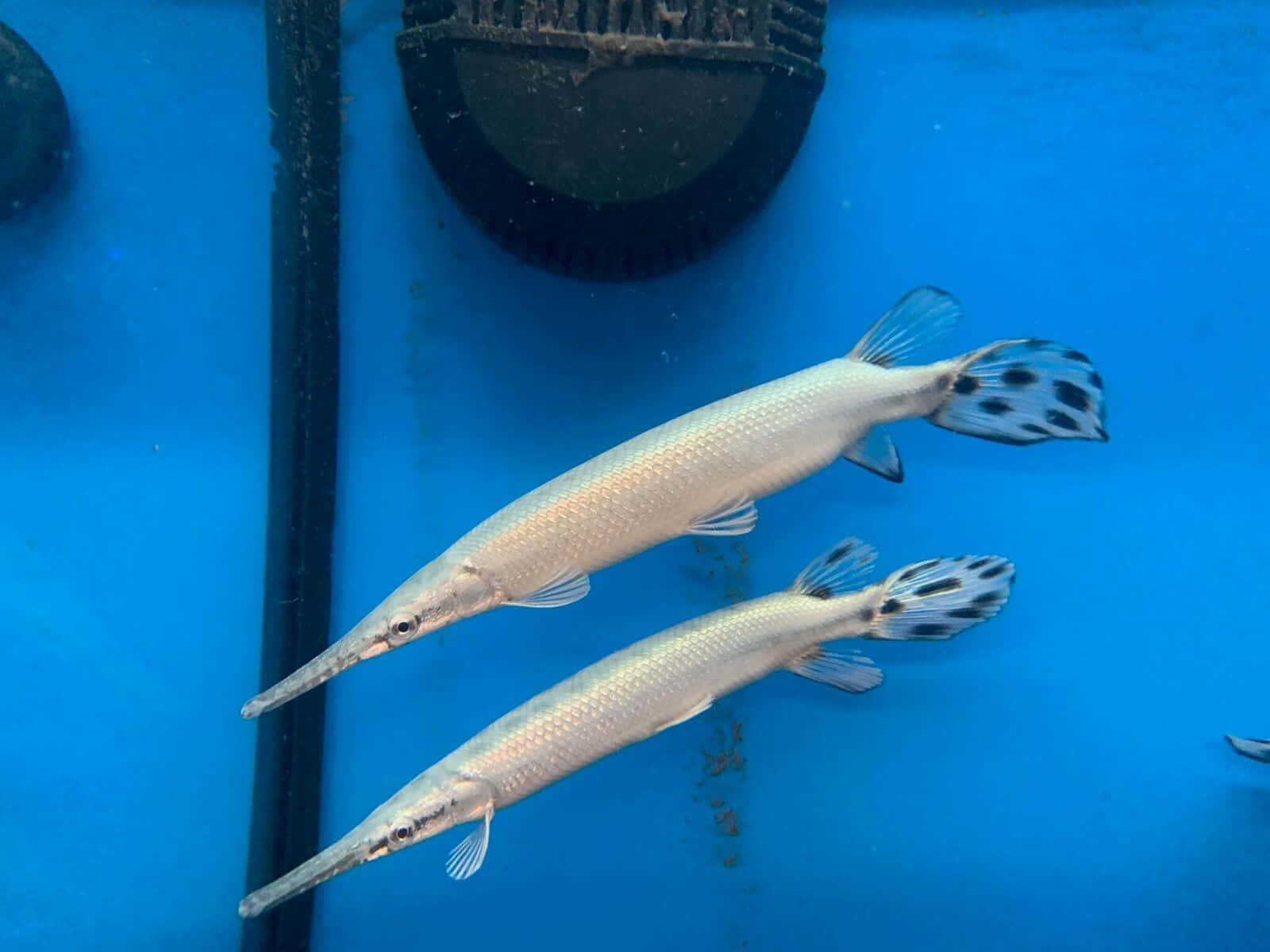 Two Fish Swimming In An Aquarium