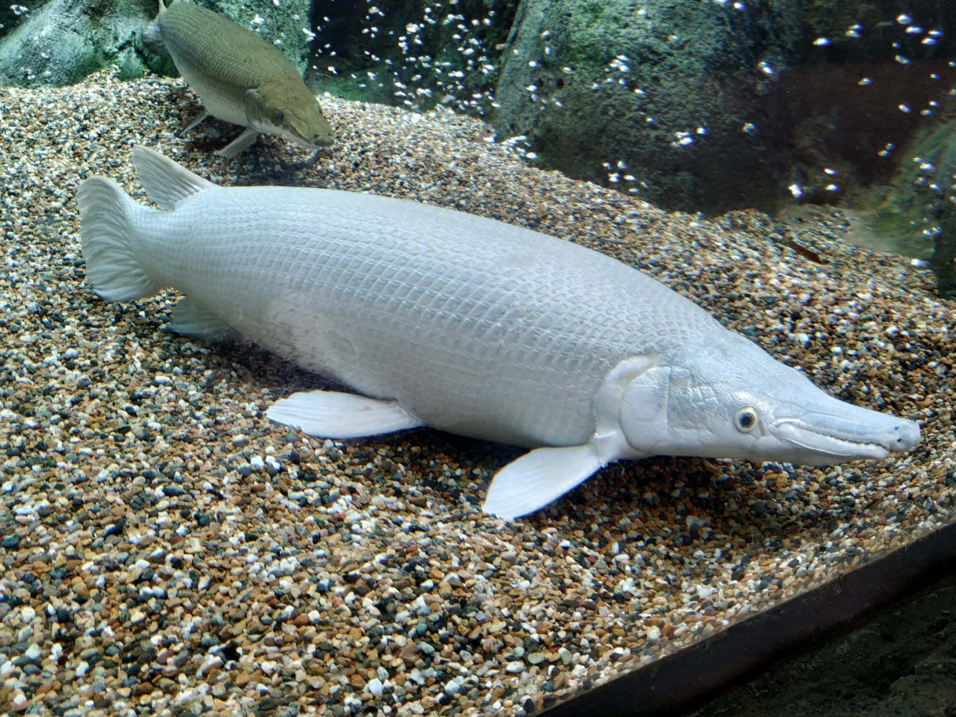 A Fish In An Aquarium