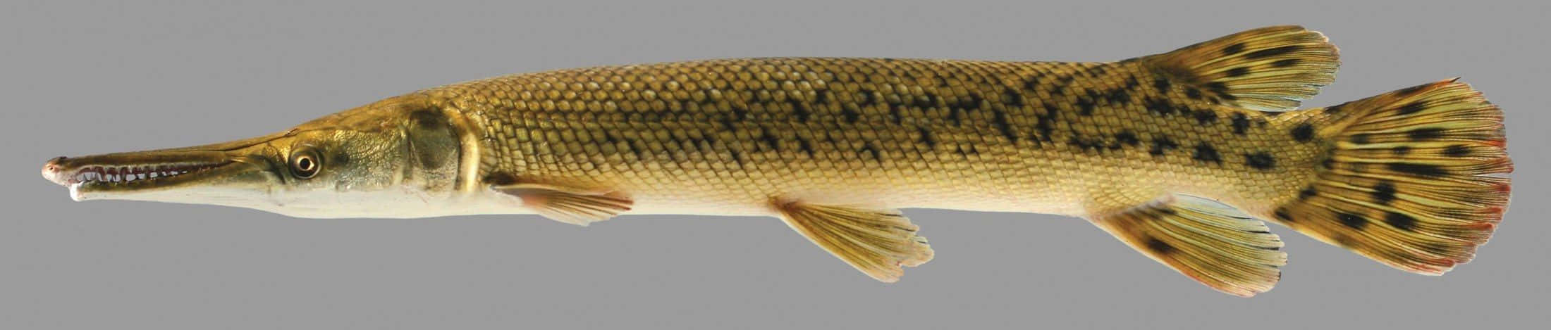 A Fish With A Long Tail Is Shown