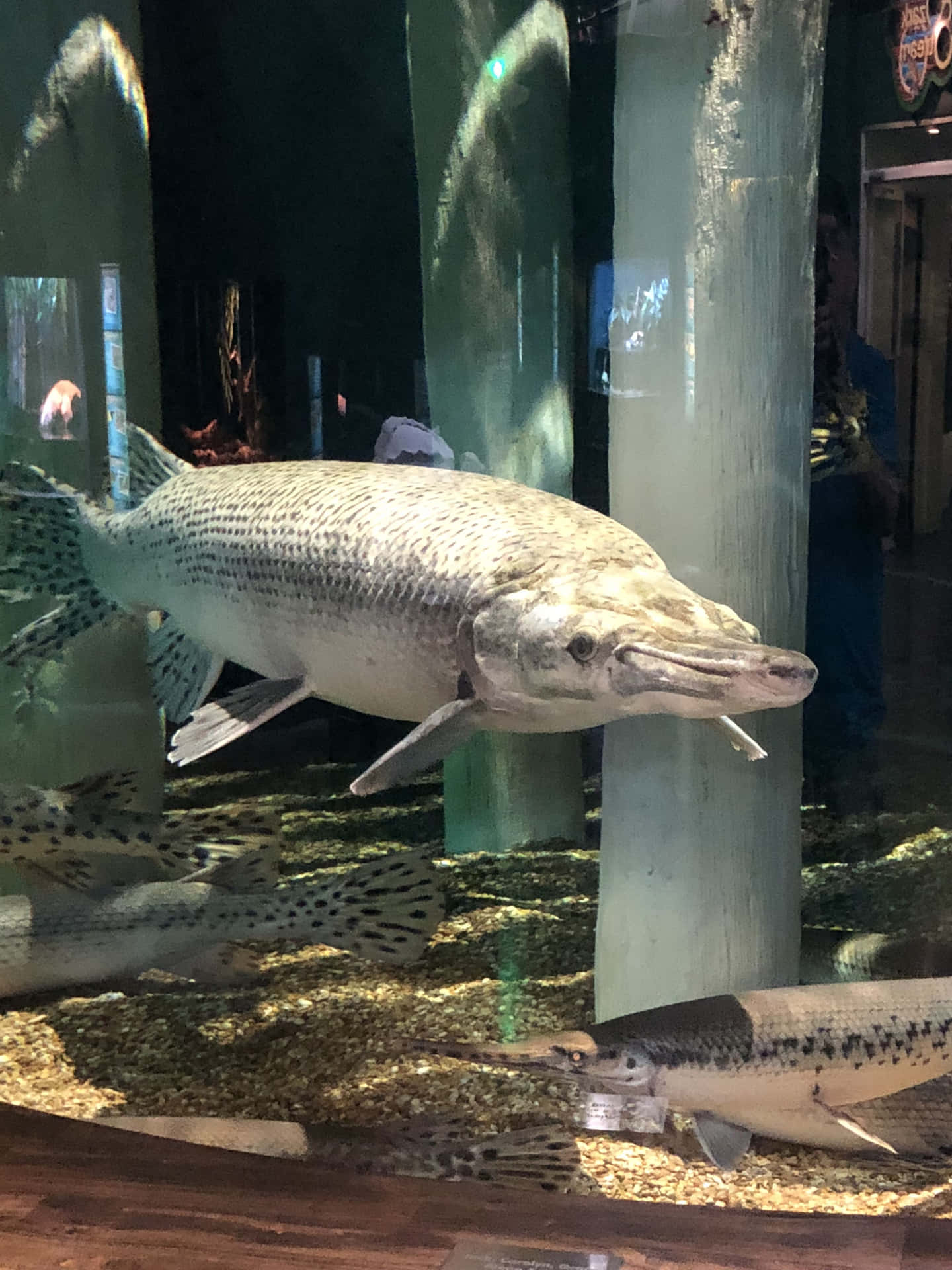 A Large Fish In A Glass Case