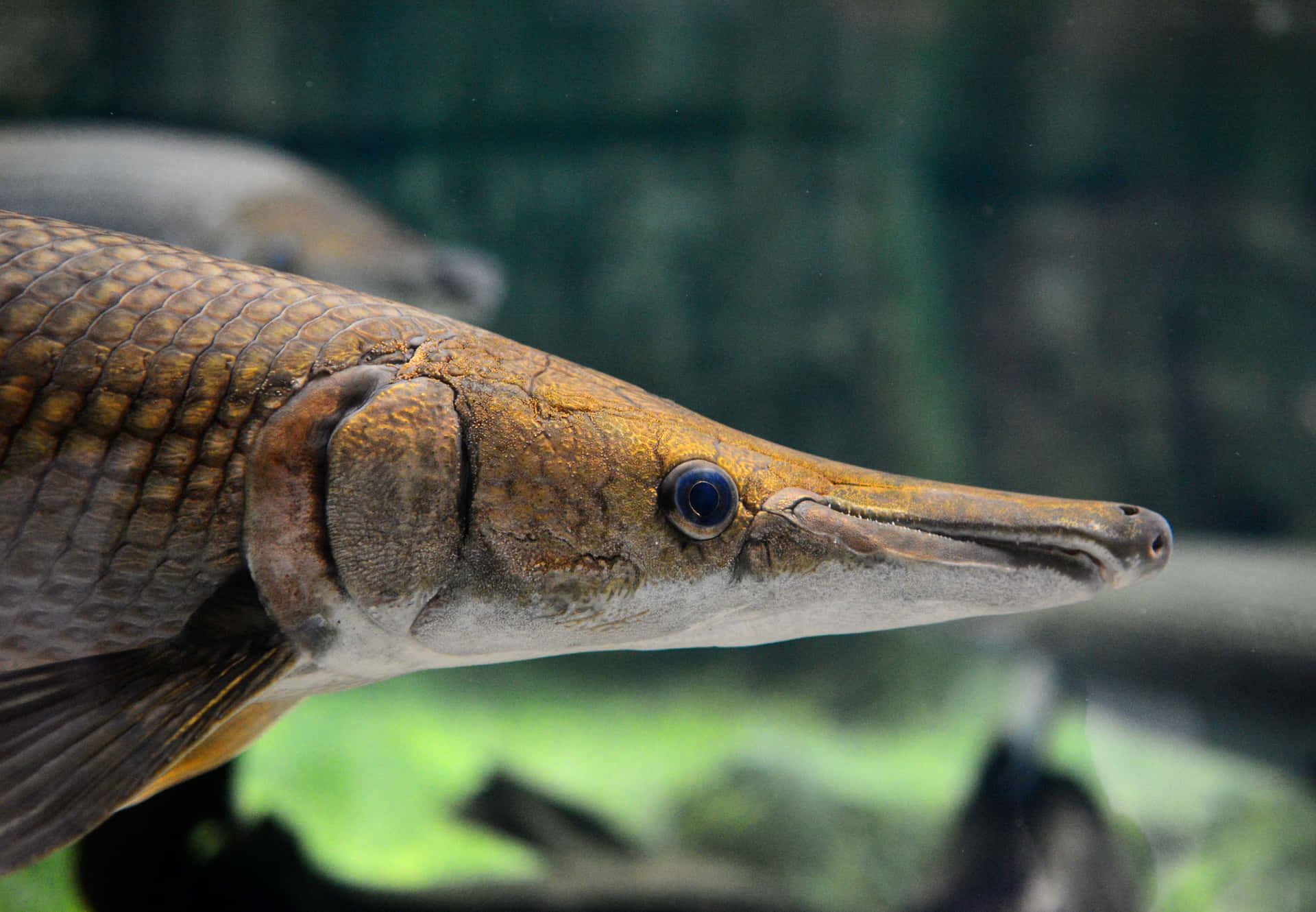 A Fish With A Long Nose