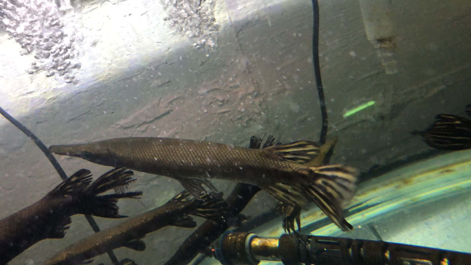 Intriguing Gar Fish With Remarkable Features