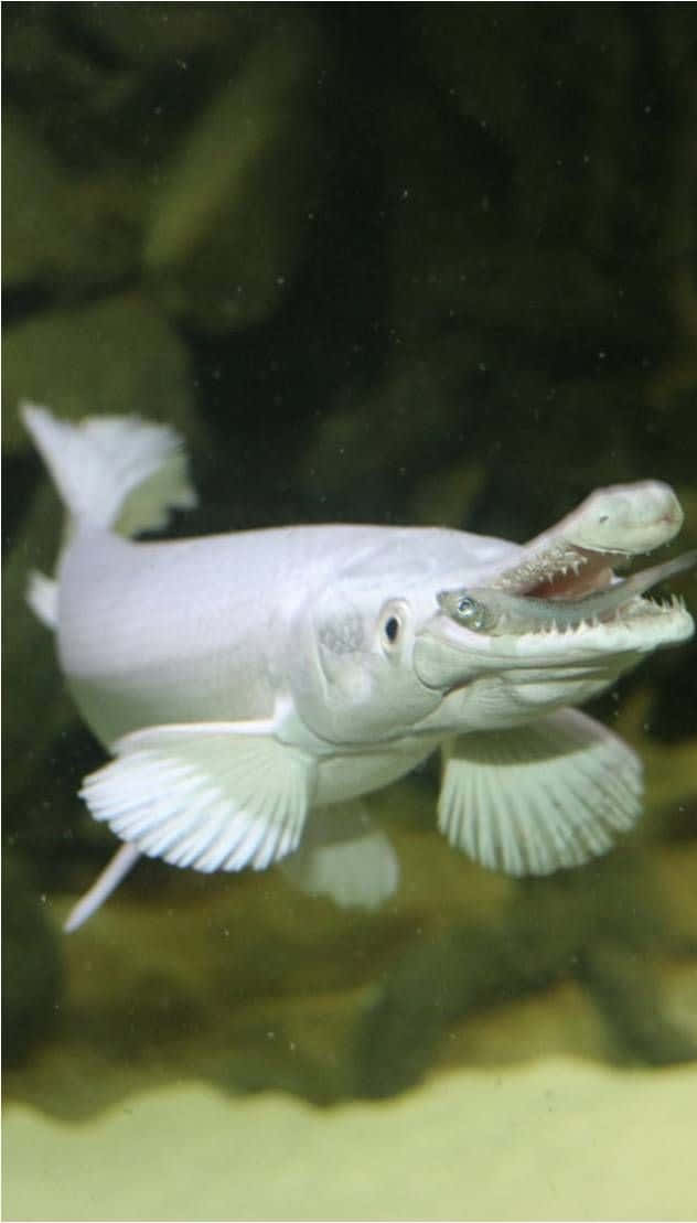 A White Fish Swimming In An Aquarium