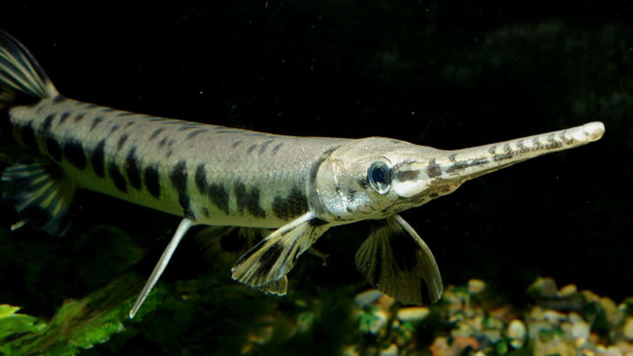 A Fish With Long Slender Body And Long Tail