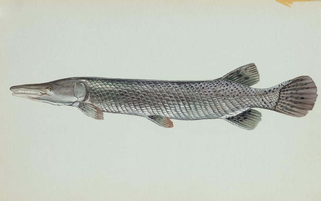 A Drawing Of A Fish On A White Background