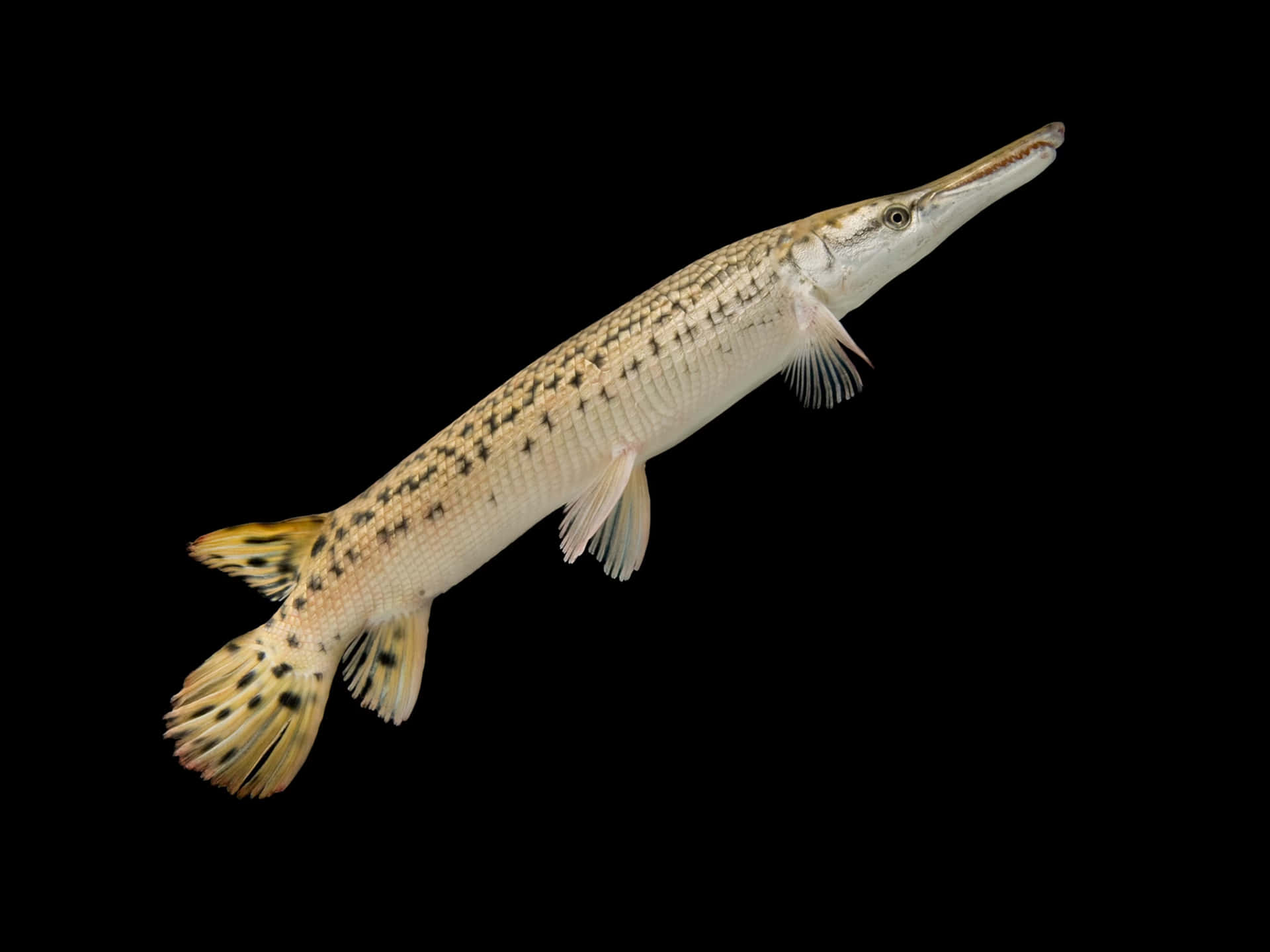 A Fish With A Long Tail And White Spots