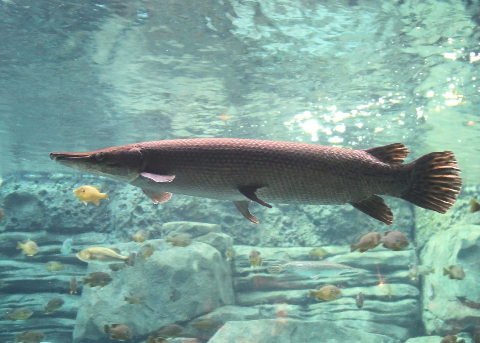 A Large Fish Swimming In An Aquarium