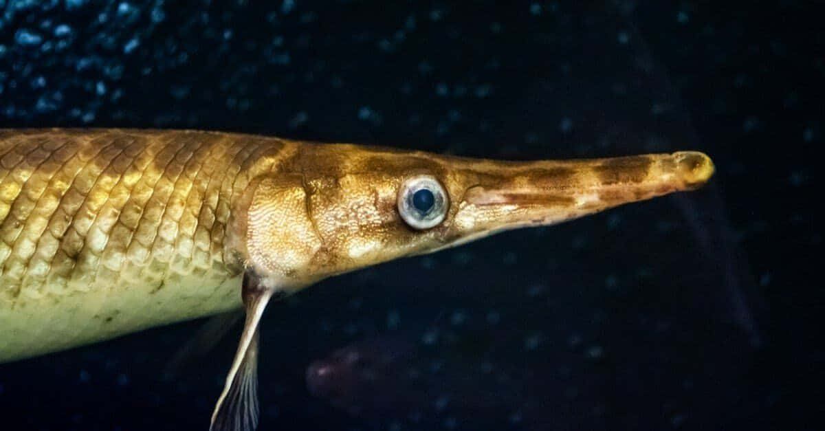 A Fish With A Long Nose And A Dark Background