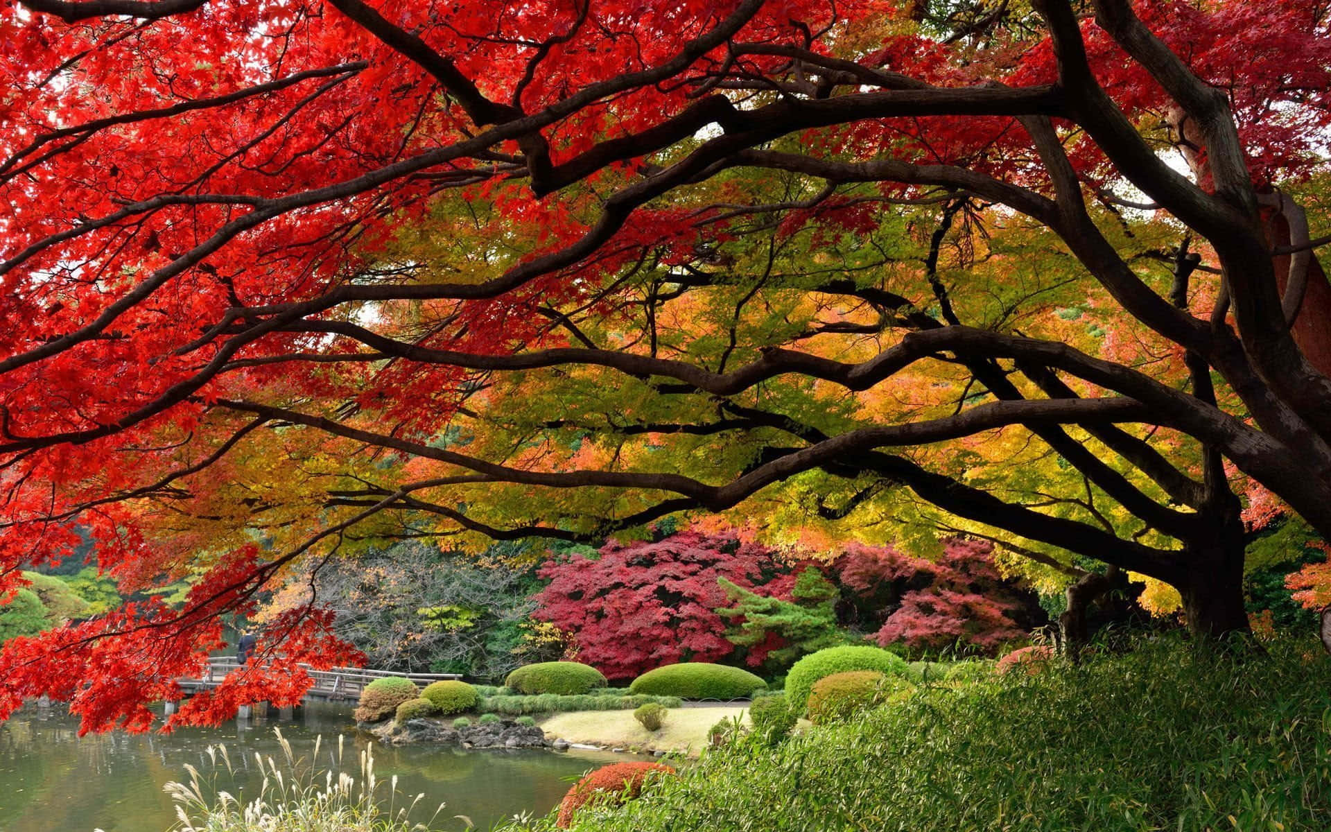 a red tree in a garden with a pond