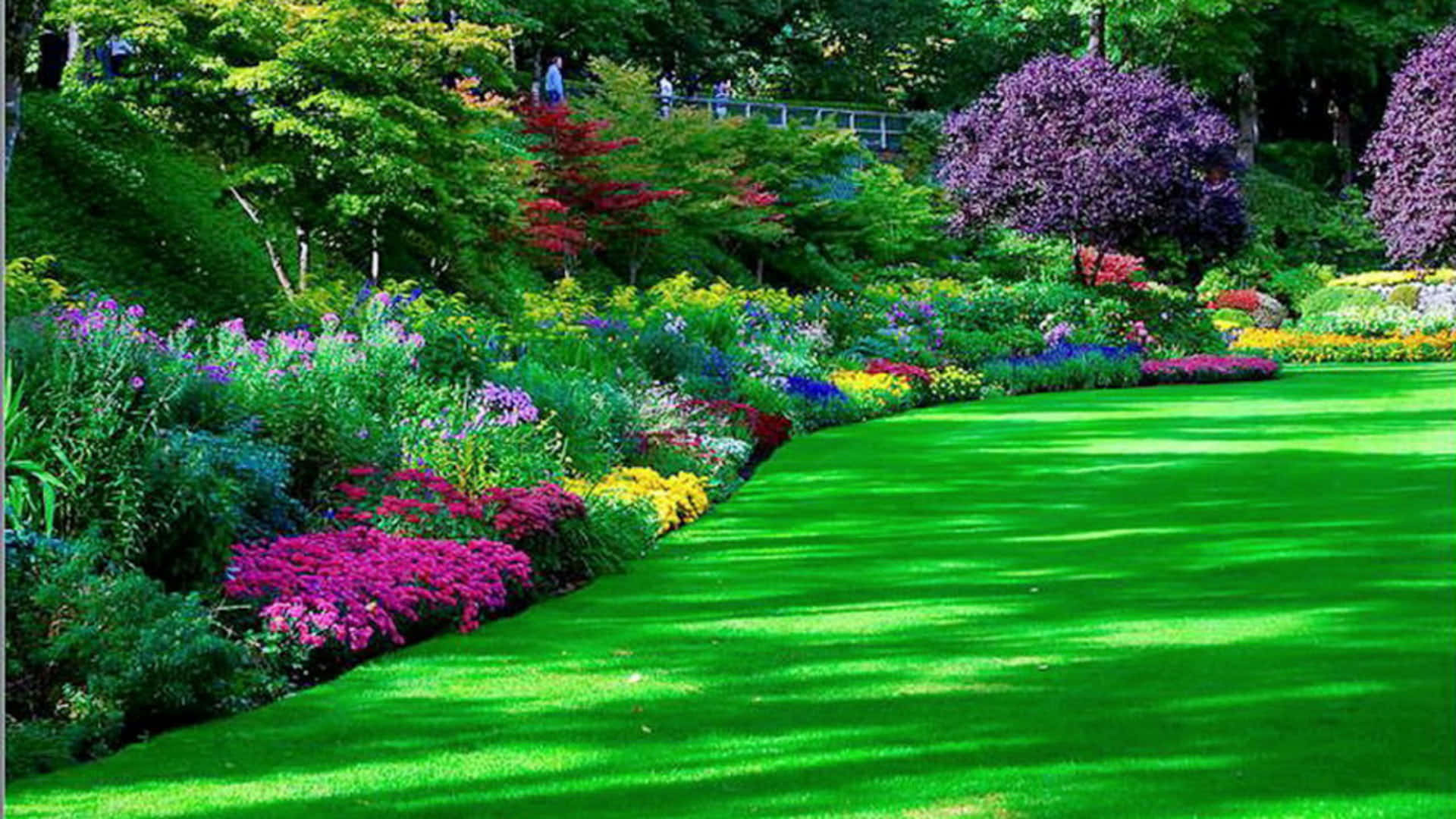 a garden with colorful flowers and grass