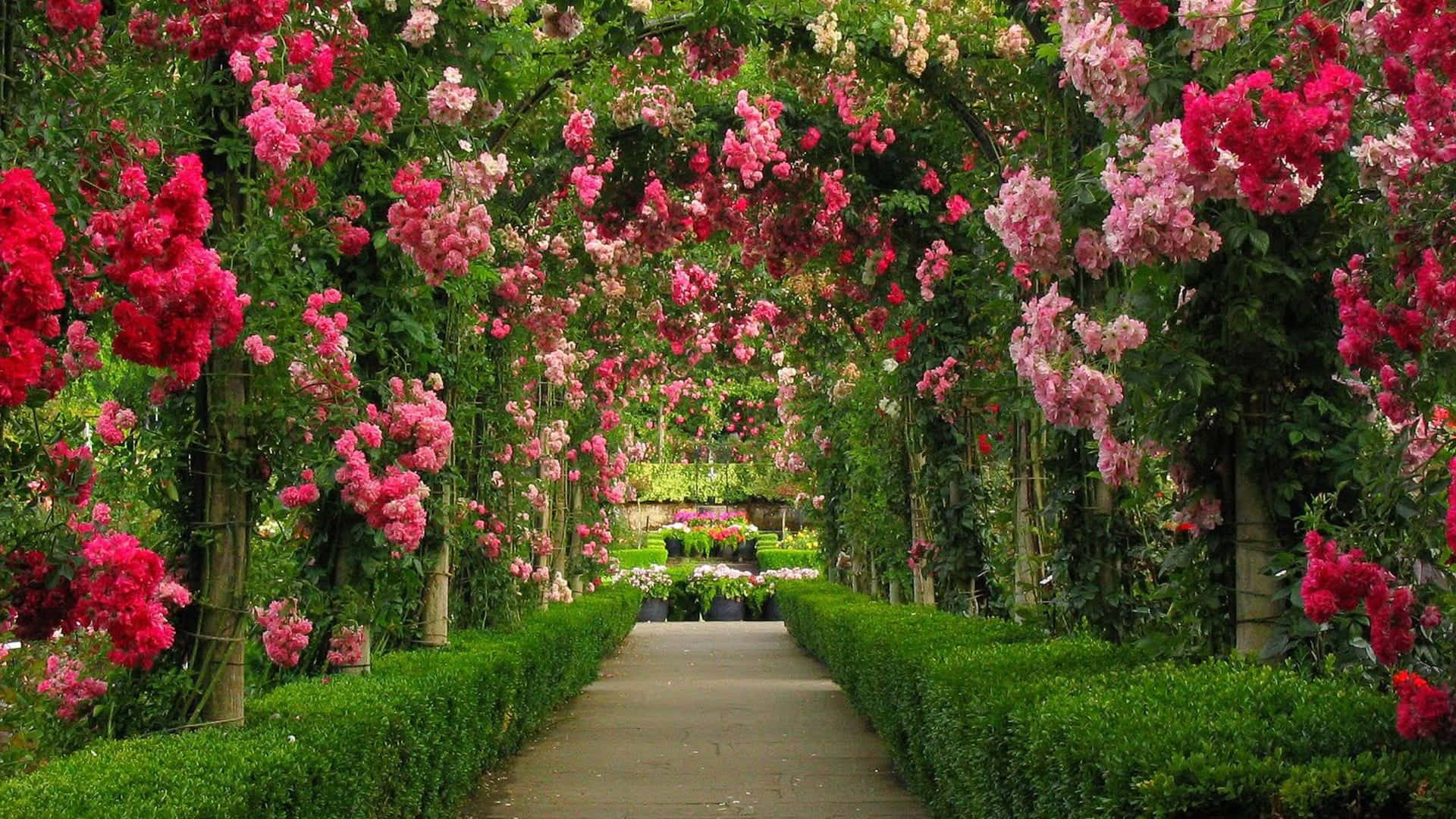 a pathway lined with pink flowers and greenery