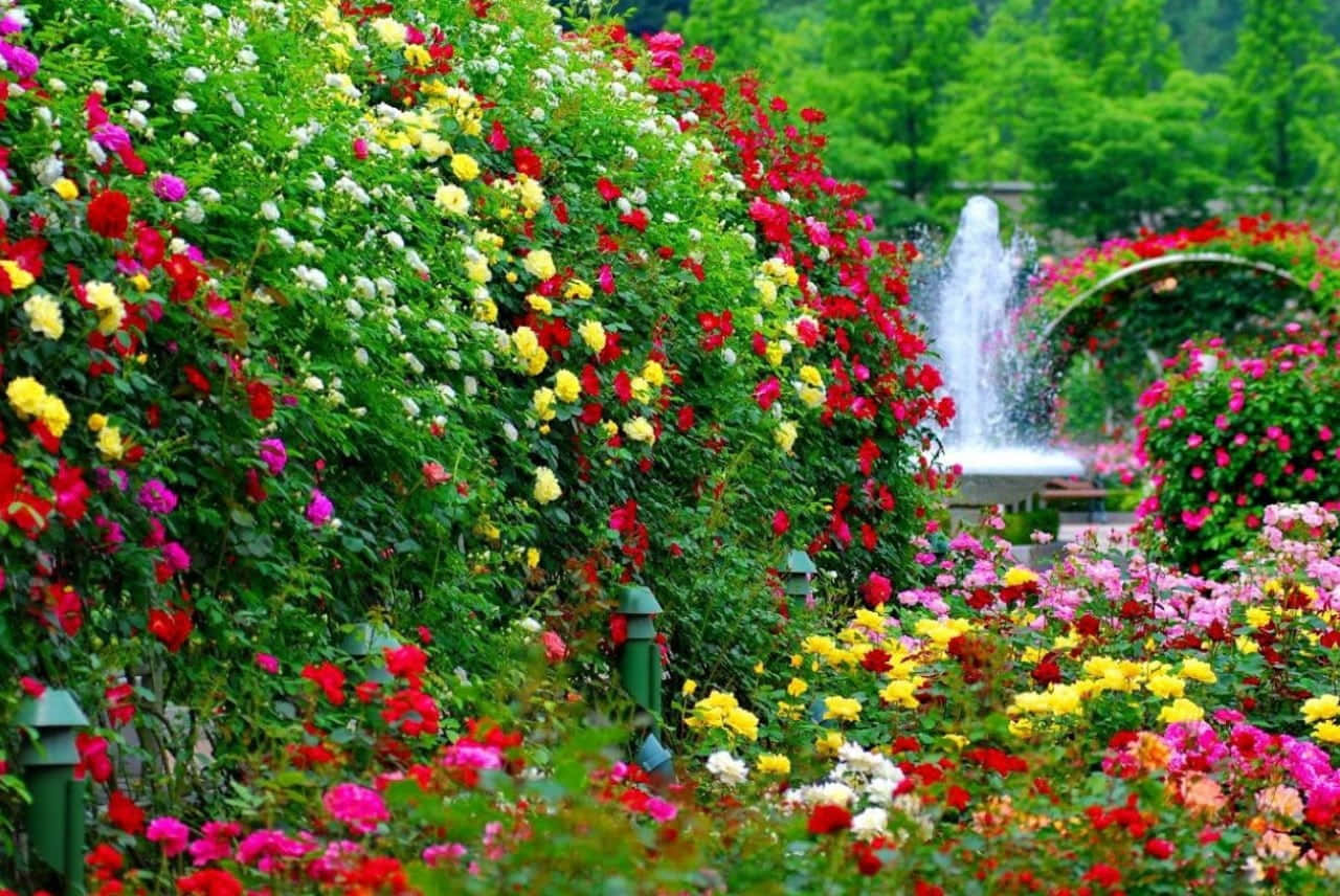 a garden with many colorful roses and a fountain
