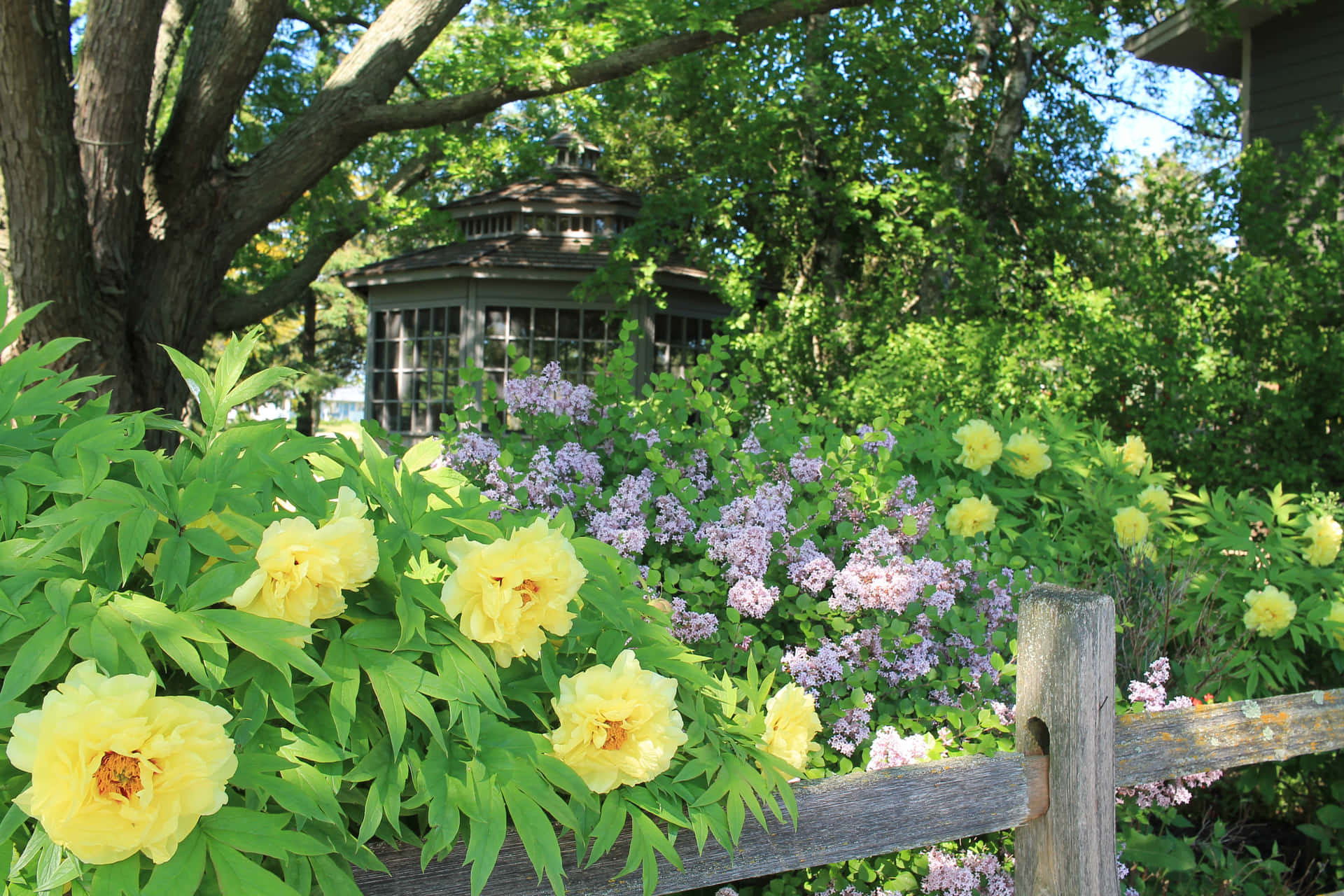a garden with yellow flowers and lilacs