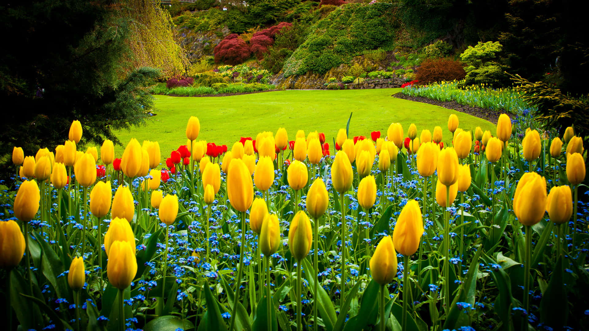 Uncampo De Tulipanes Amarillos