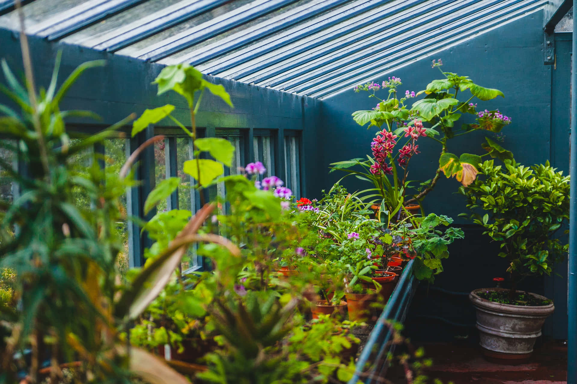 a greenhouse with plants and pots