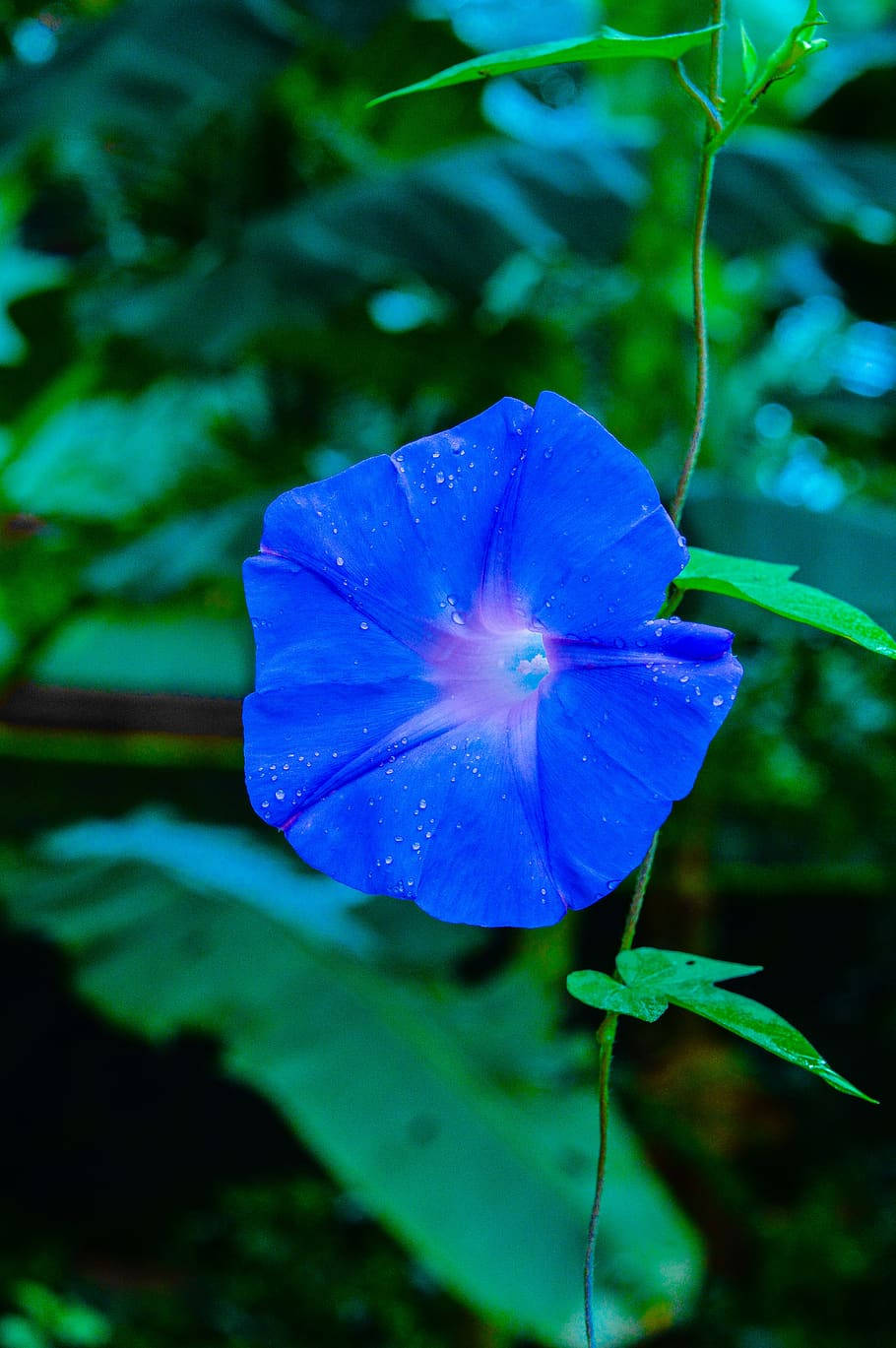 Gartenmit Blühenden Blauen Blumen Iphone-hintergrundbild Wallpaper