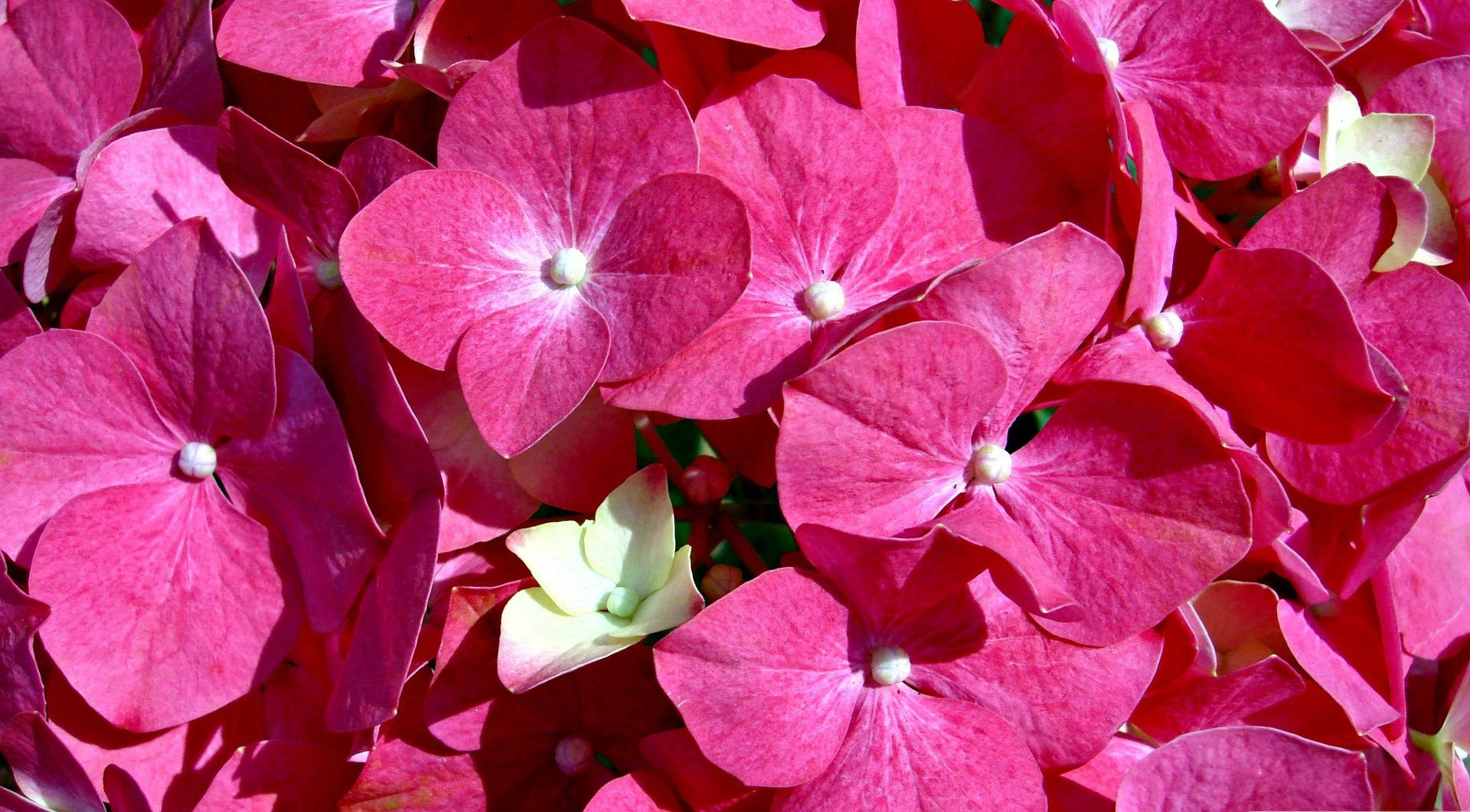 Floresfrescas De Jardín En Tonos Rosados Fondo de pantalla