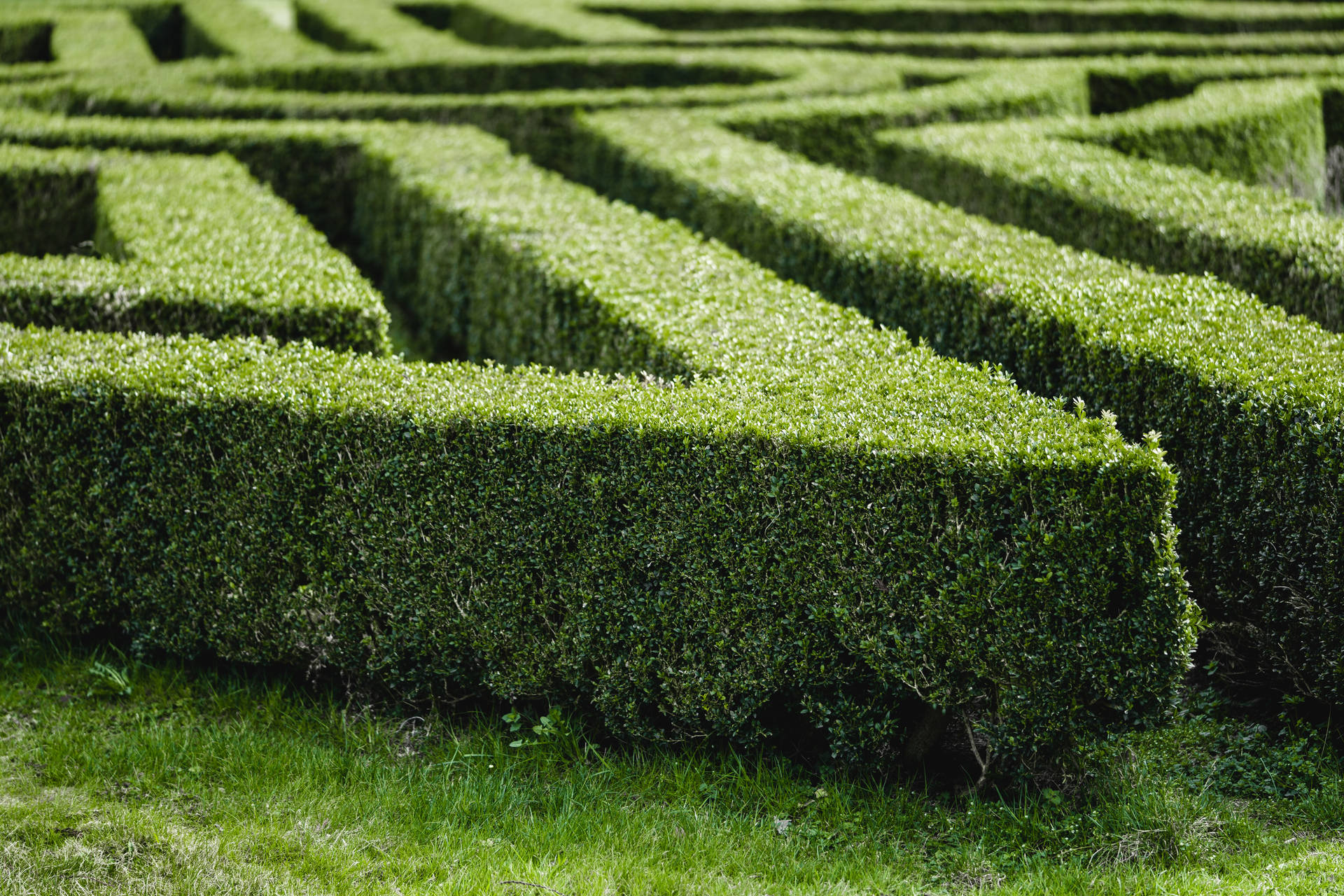 Garden Maze Aesthetic Landscape