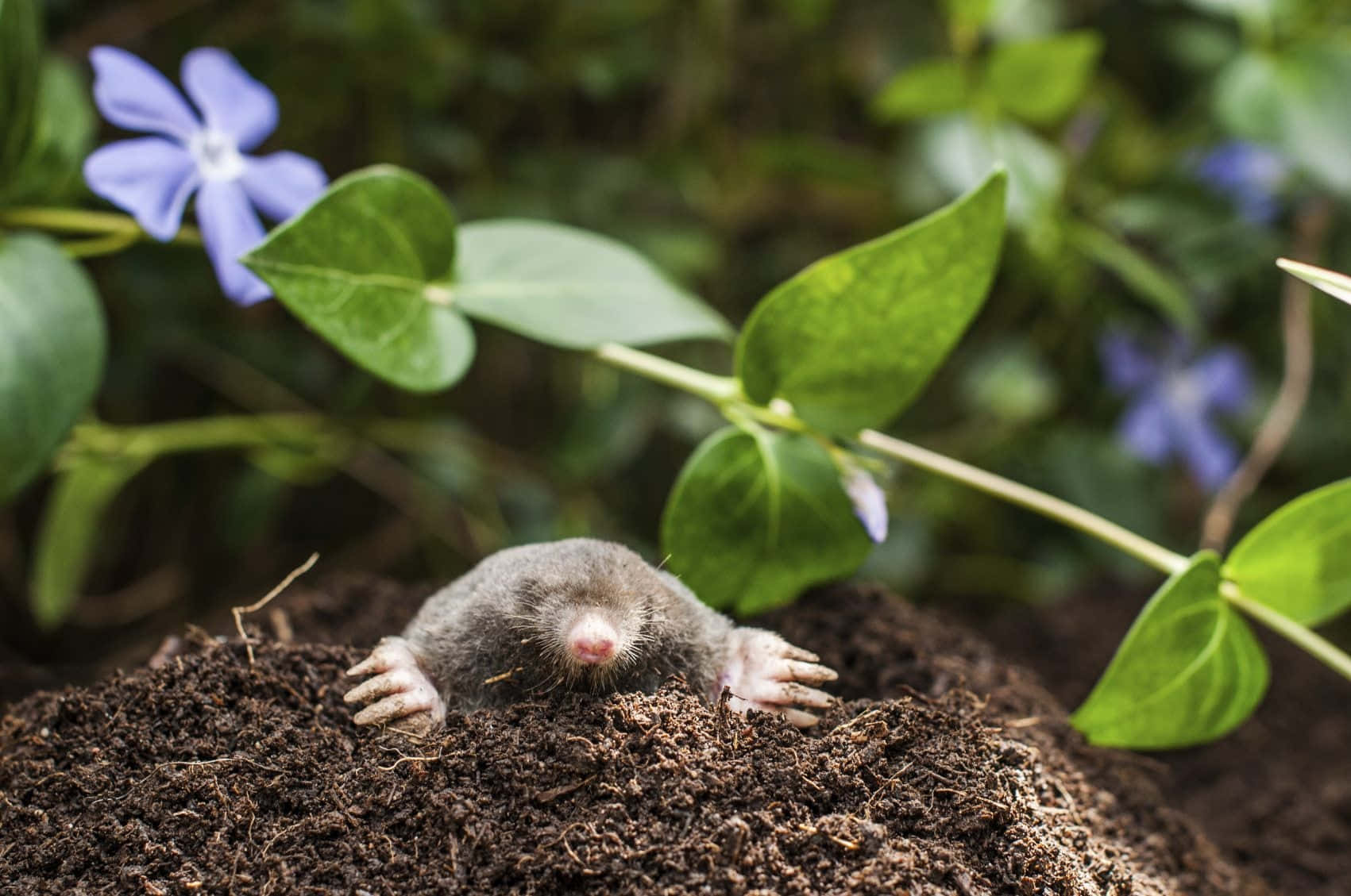 Garden Mole Emerging From Soil Wallpaper