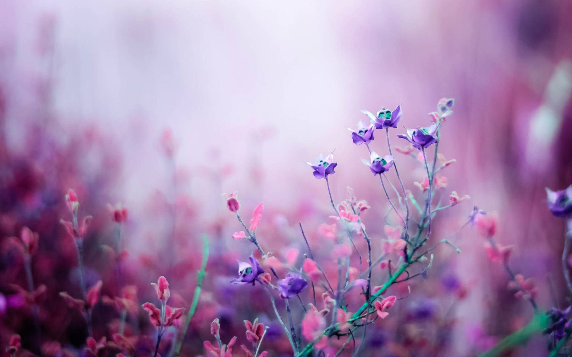 Garden Of Lavender Purple Flowers Wallpaper