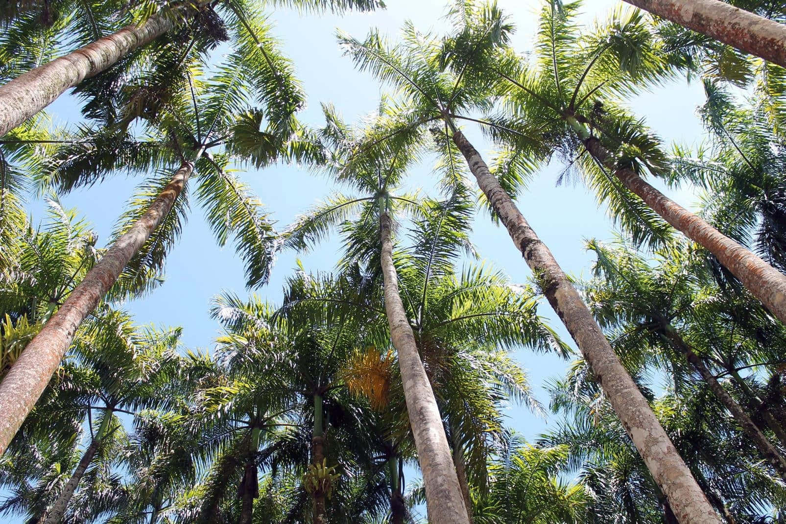 Garden Of Palms In Paramaribo Wallpaper