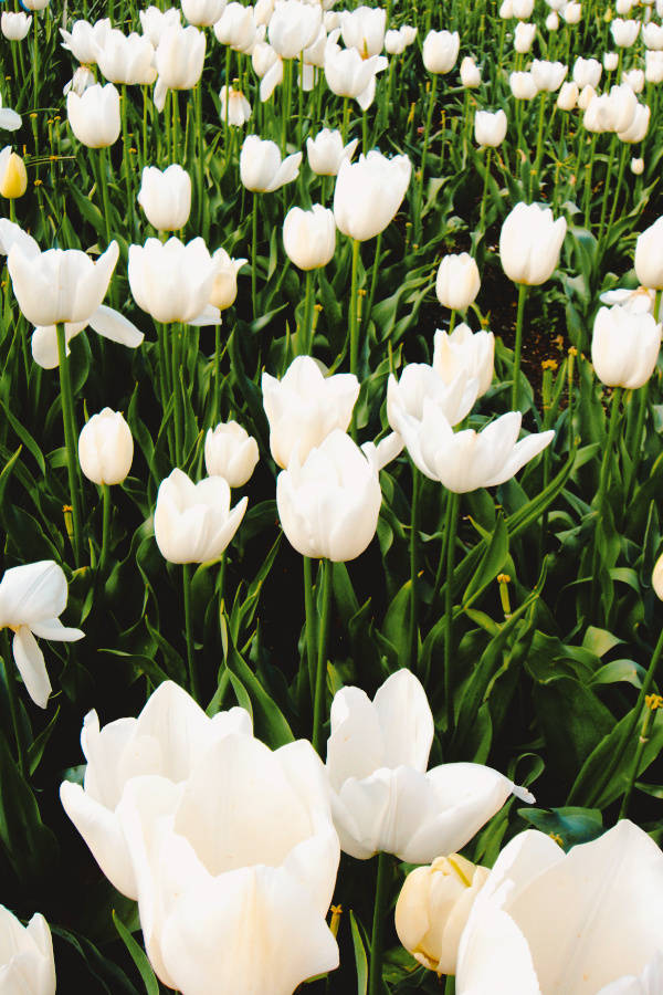 Garden Of Tulips Green And White Aesthetic Wallpaper