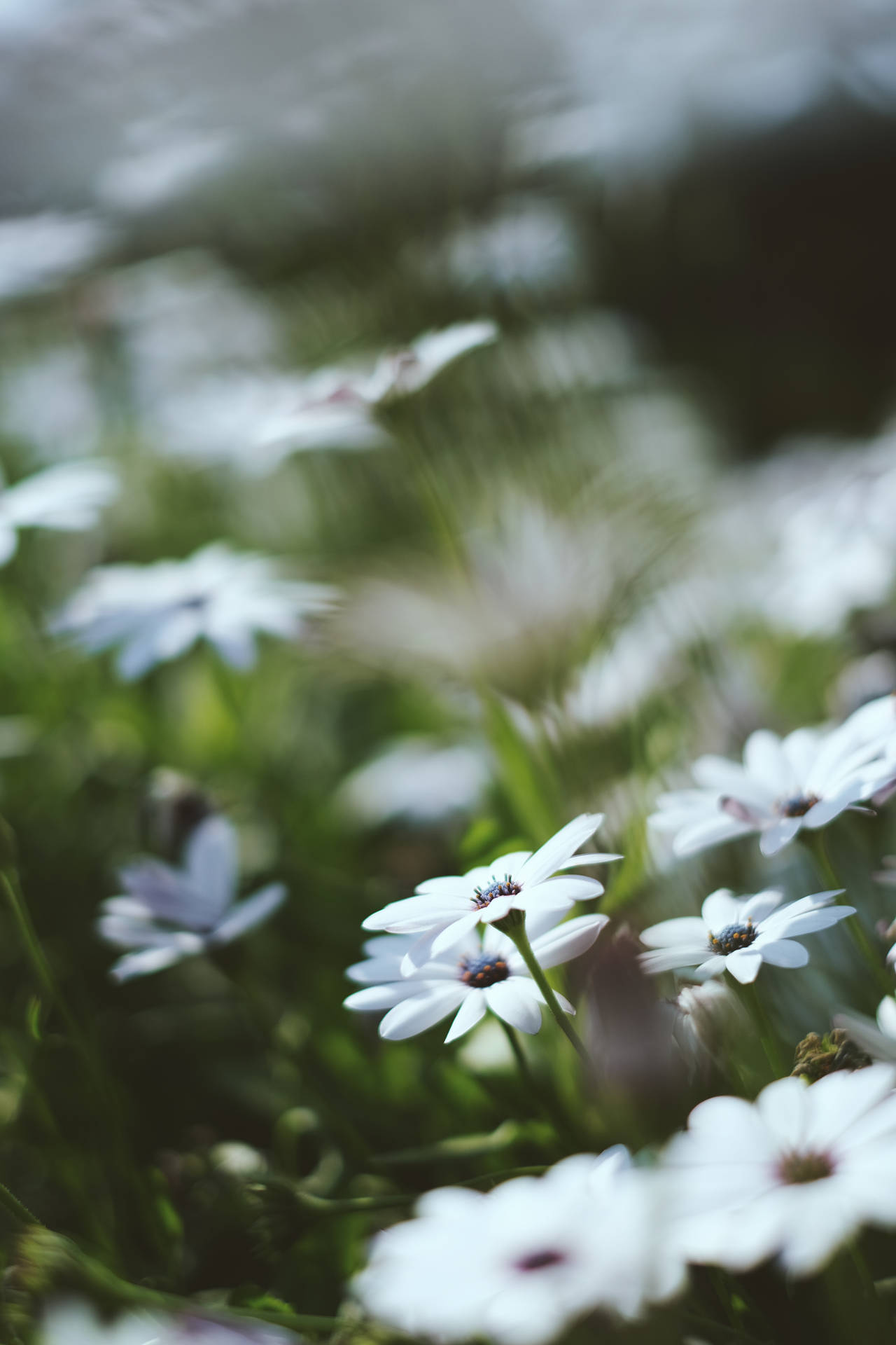 Garden Of White Daisy Iphone Wallpaper