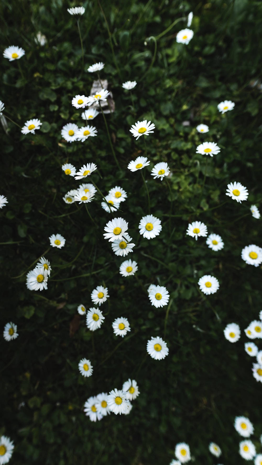 Garden Of White Flower Iphone Wallpaper