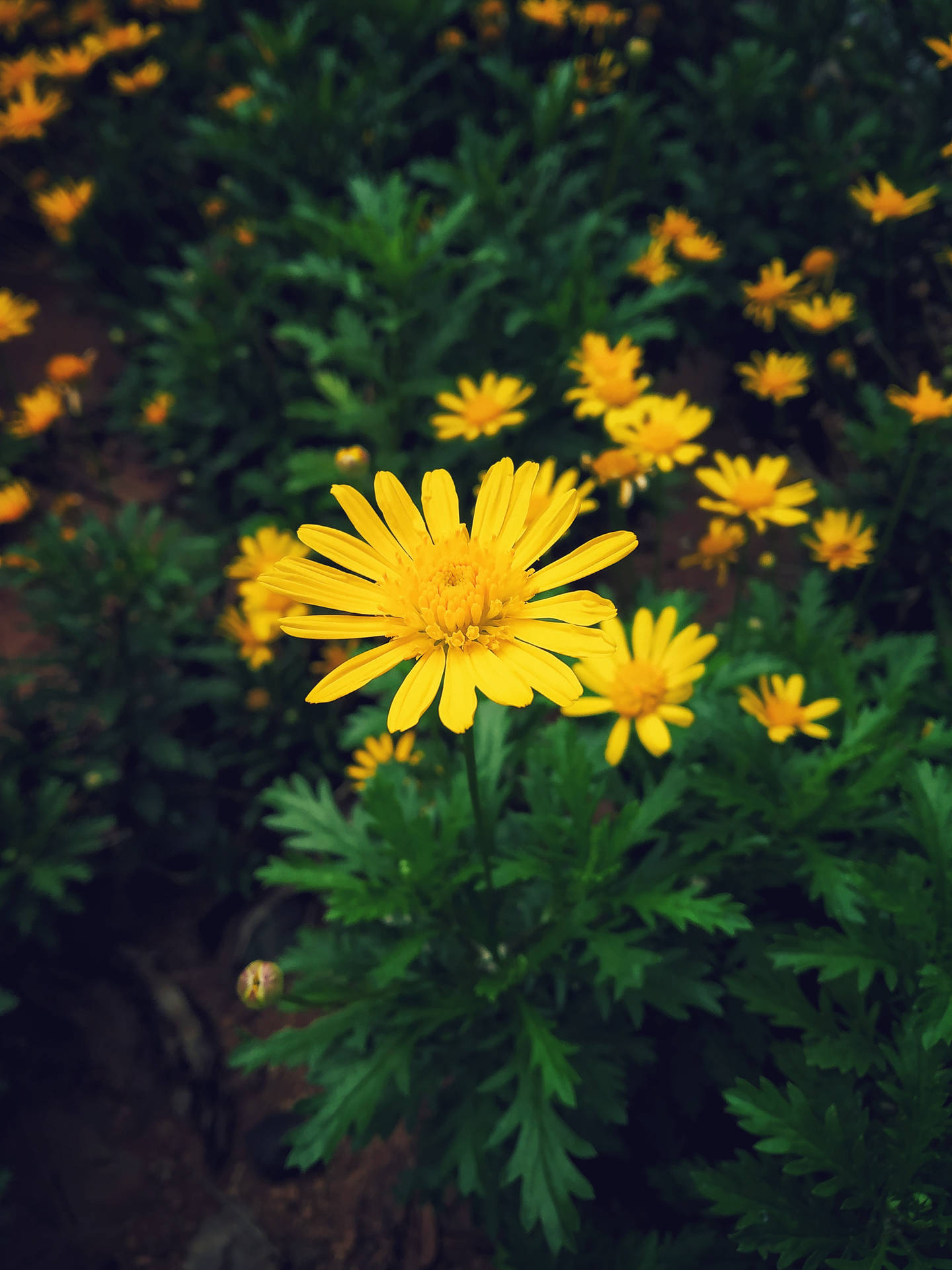 Garden Of Yellow Daisy Iphone Wallpaper