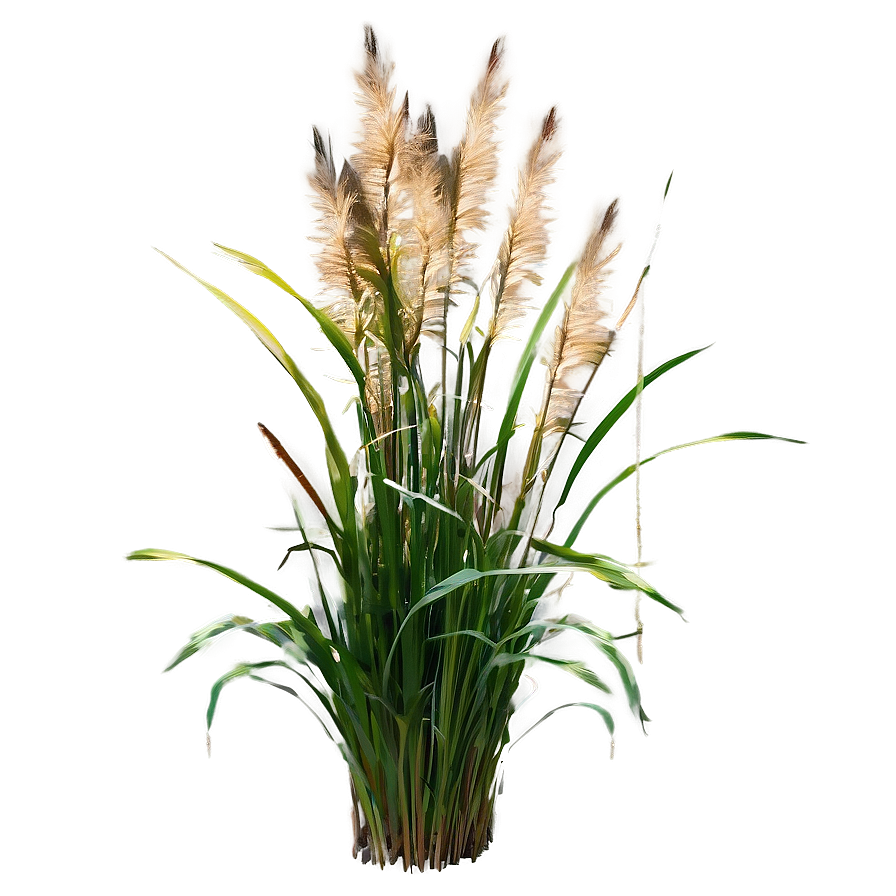 Garden Ornamental Grass Png 06212024 PNG