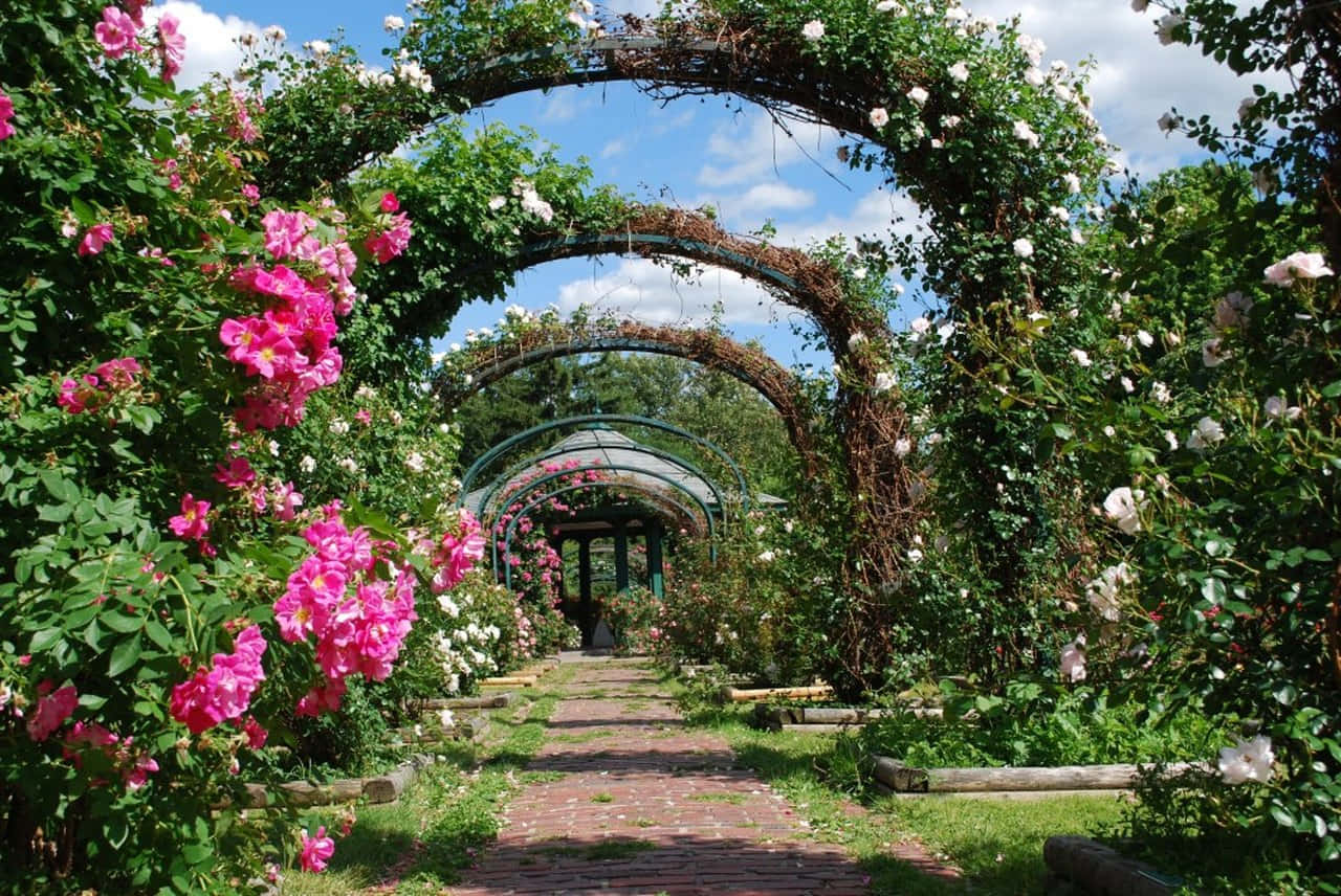 Machensie Einen Spaziergang Durch Diesen Idyllischen Garten, Der Mit Lebendigen Blumen Und Hohen Bäumen Prall Gefüllt Ist.