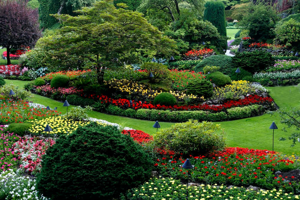 Einwunderschöner Garten Mit Frischen Blumen Und Grünzeug
