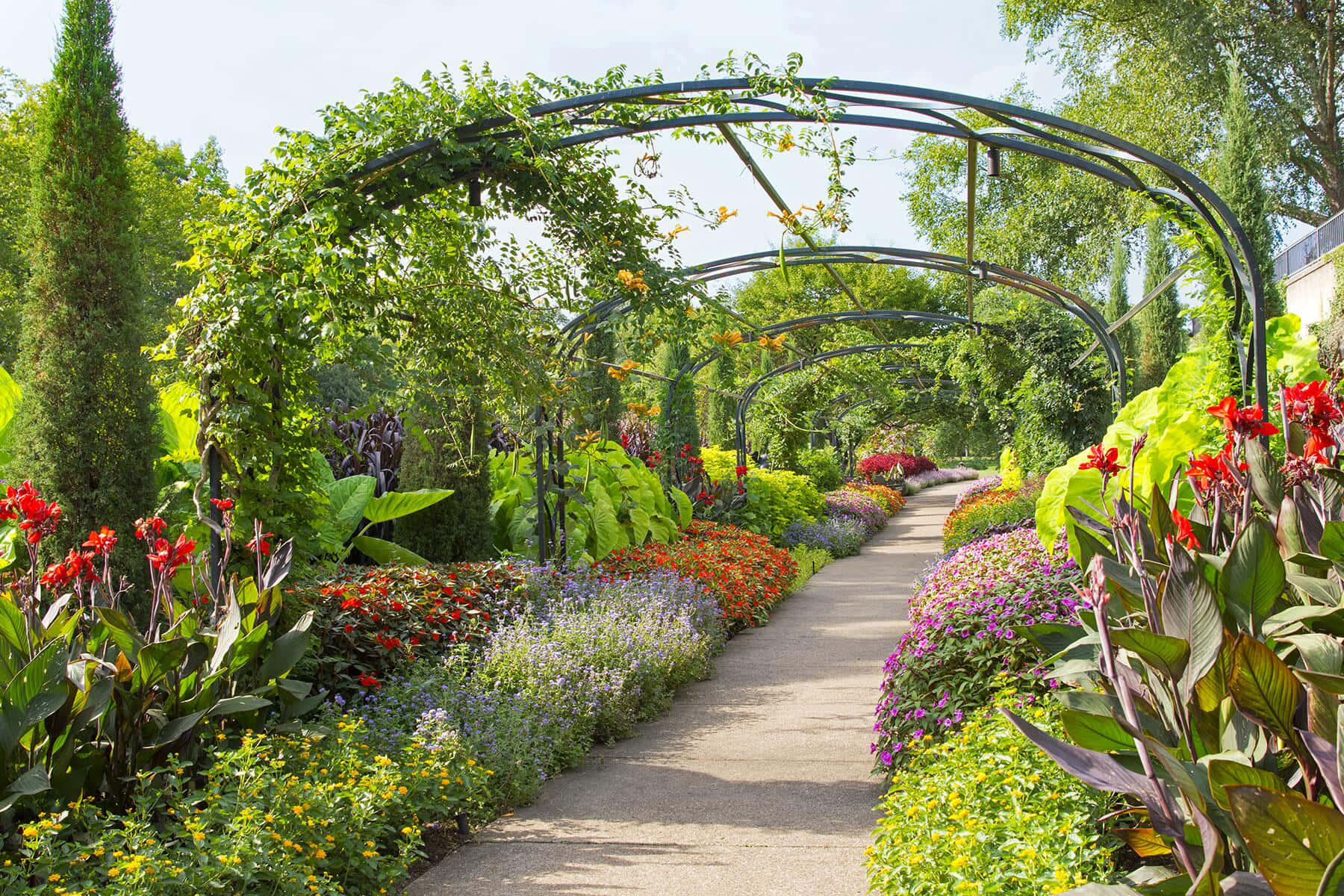 Experience the beauty of a blossoming garden