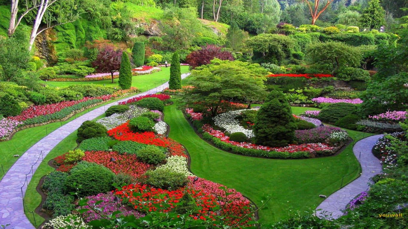 Colorful tulips blooming in a picturesque garden