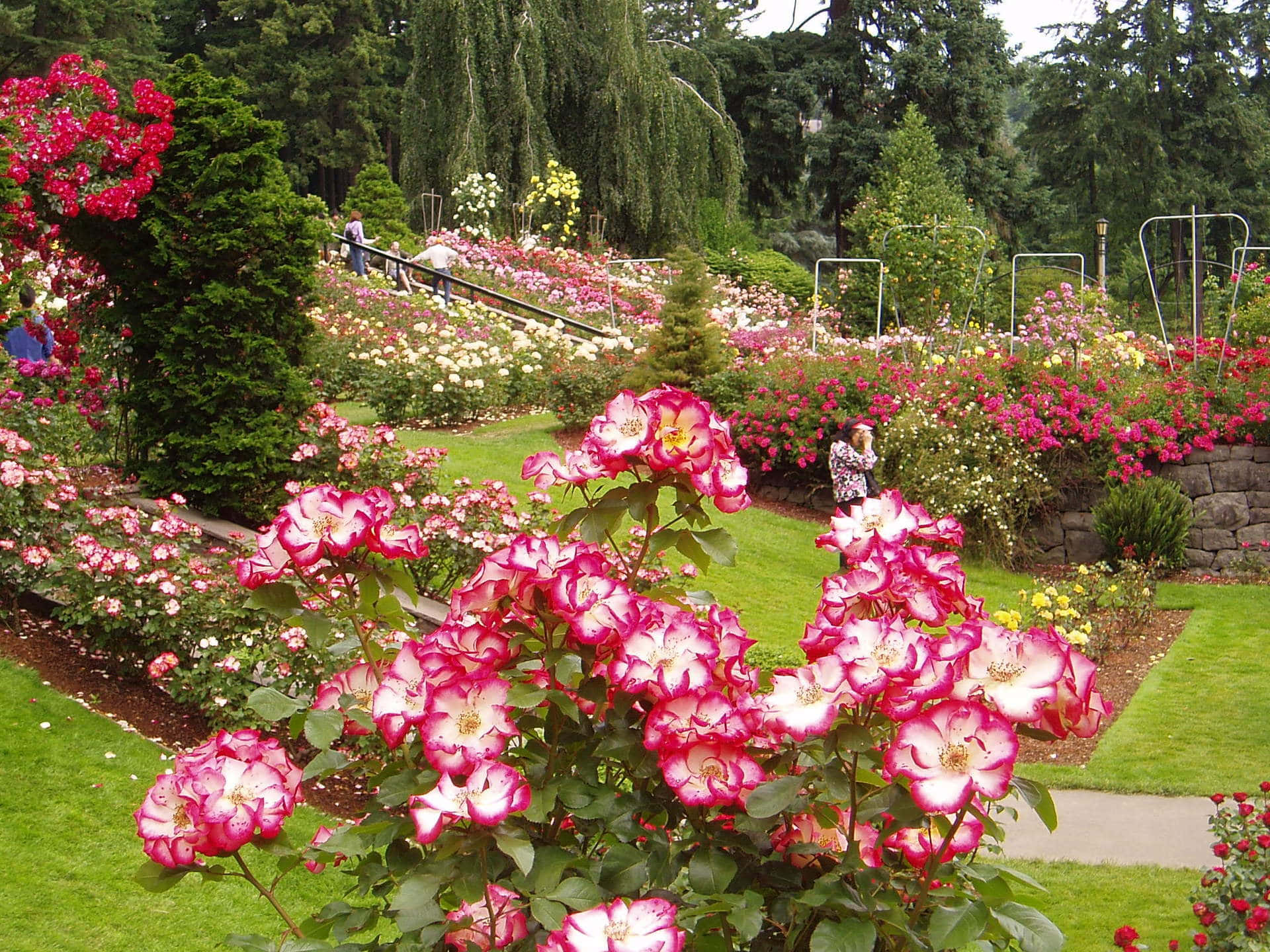 Rosasrosadas En Jardín En Una Imagen De Jardín.