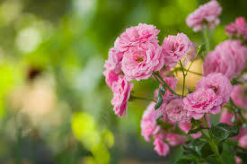 Garden Pink Rose With Blurred Background Wallpaper