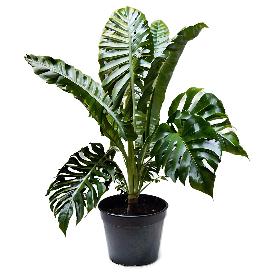 Garden Plant Png 33 PNG