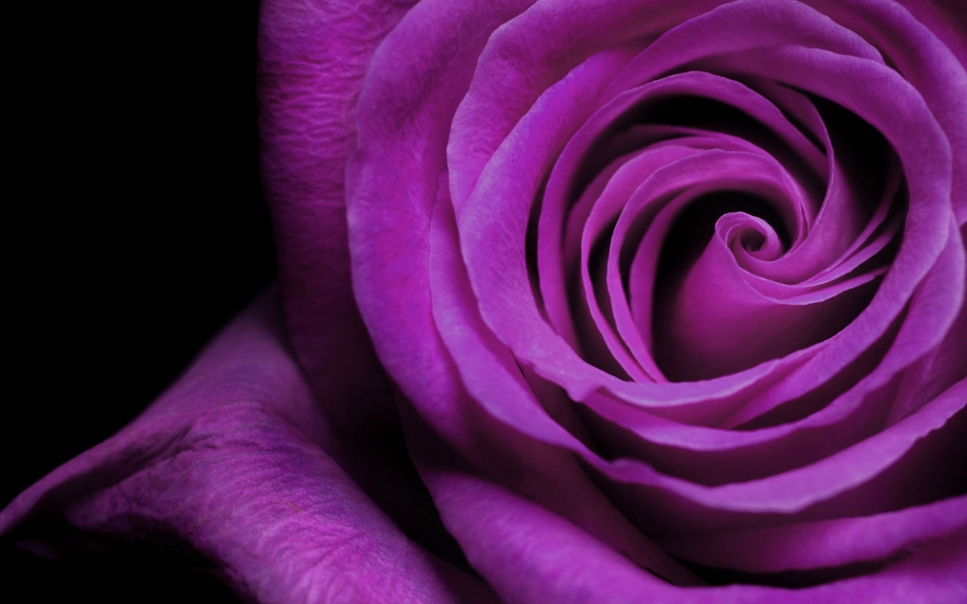 Garden Rose Purple Flowers Macro Wallpaper