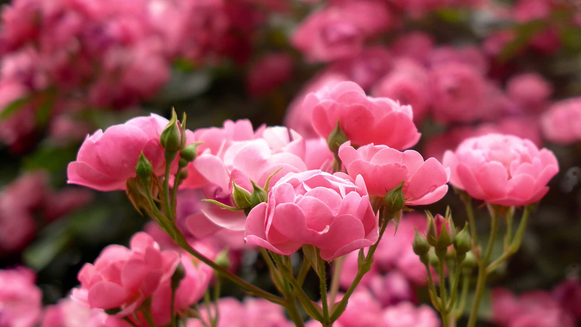 Have Blomstrende billede tapet med pink roser og have roser.