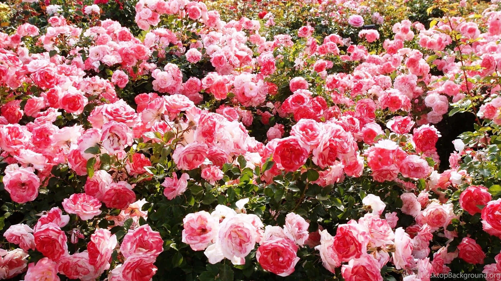 Bildvon Gartenrosen In Verschiedenen Rosa-tönen