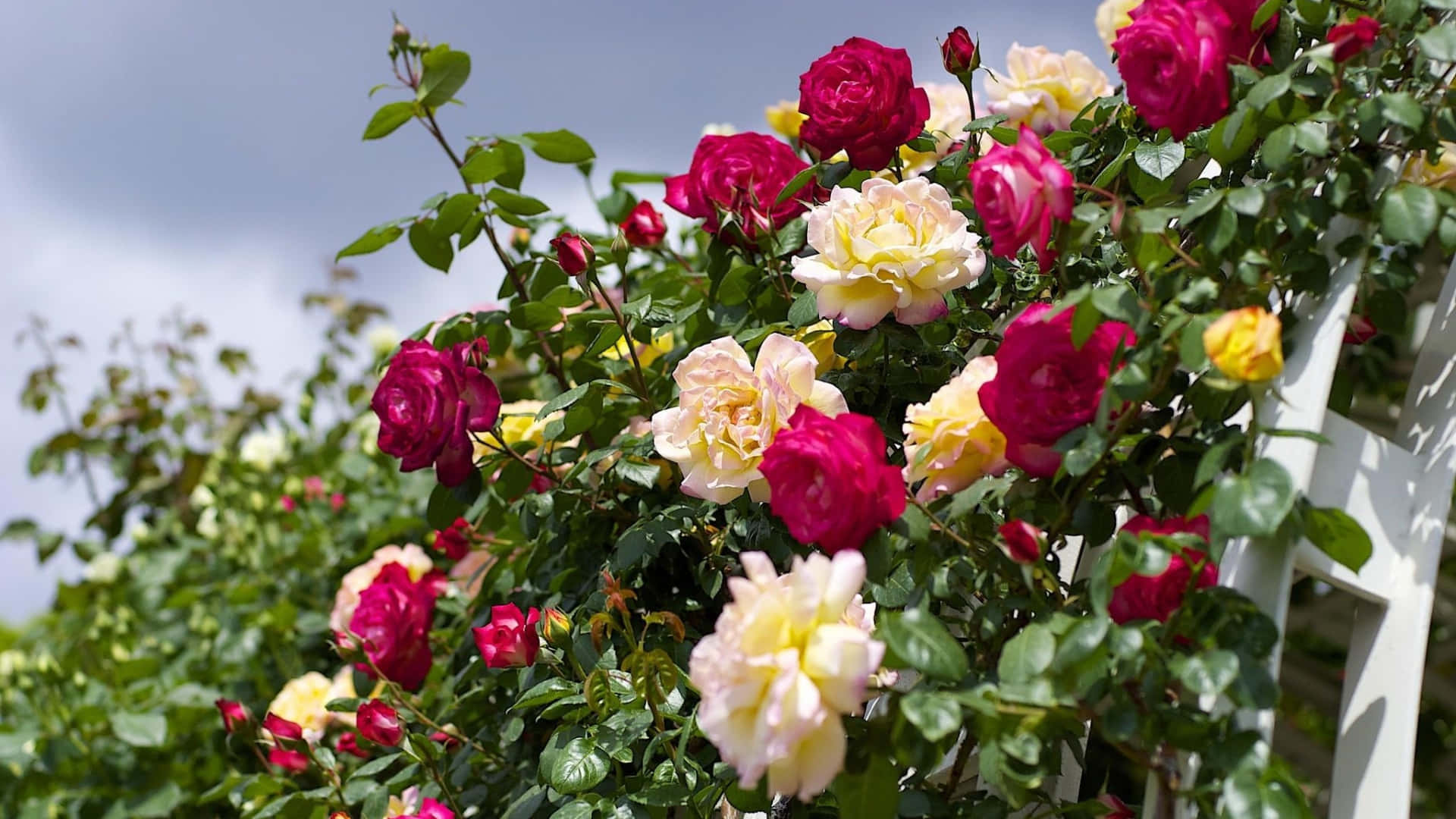 Gartenrosenbild: Pink Und Weißer Rosenbusch