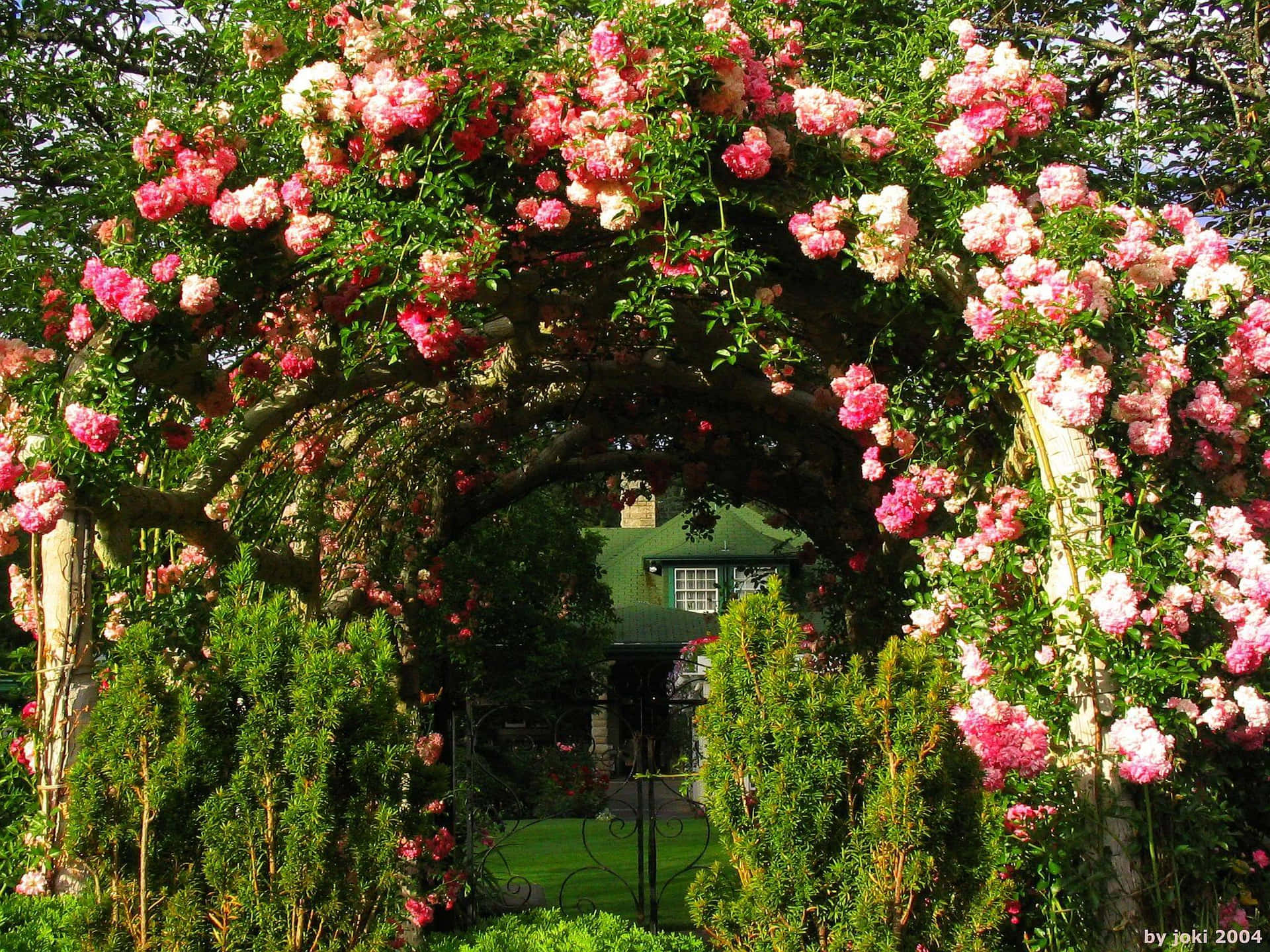 Rosasdo Jardim Em Um Arco Verde De Jardim.