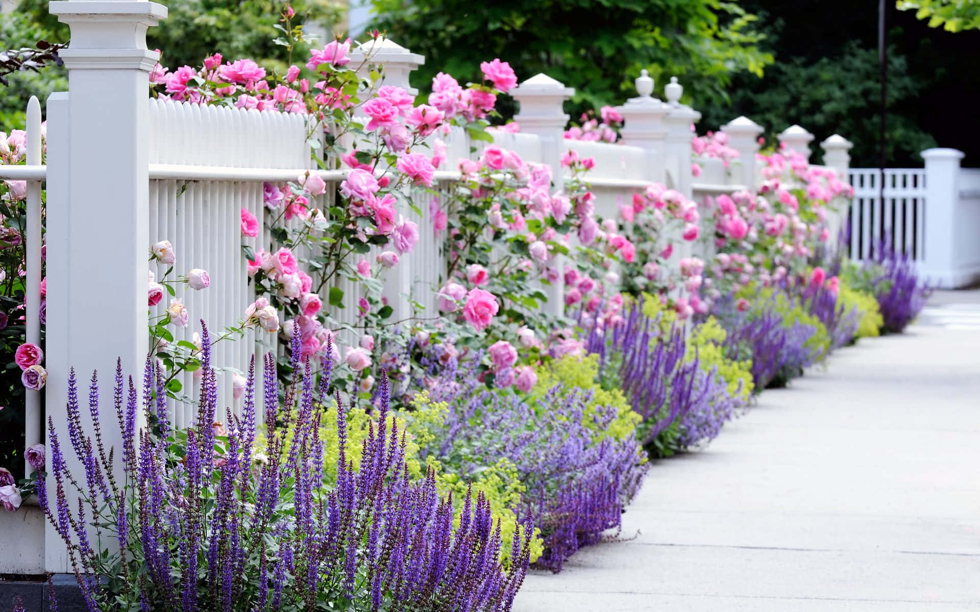 Gartenrosen,rosa Rosen Und Weiße Flieder Mit Weißem Geländer-bild