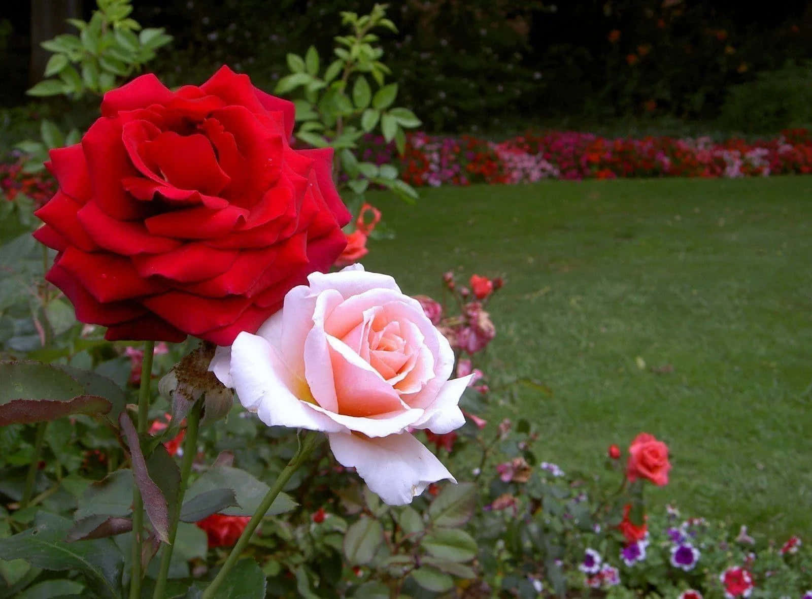 Græsplæne Røde og Hvide Roser Billede Tapet