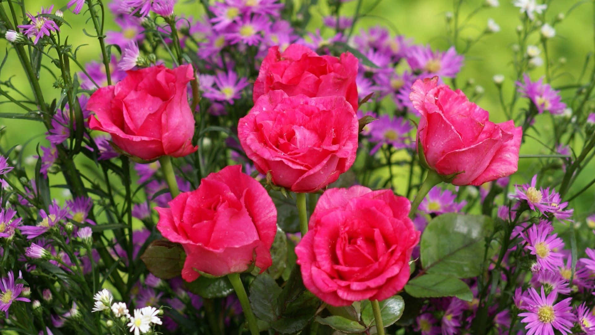 Imagende Rosas De Jardín En Tonos Rosados Y Morados.
